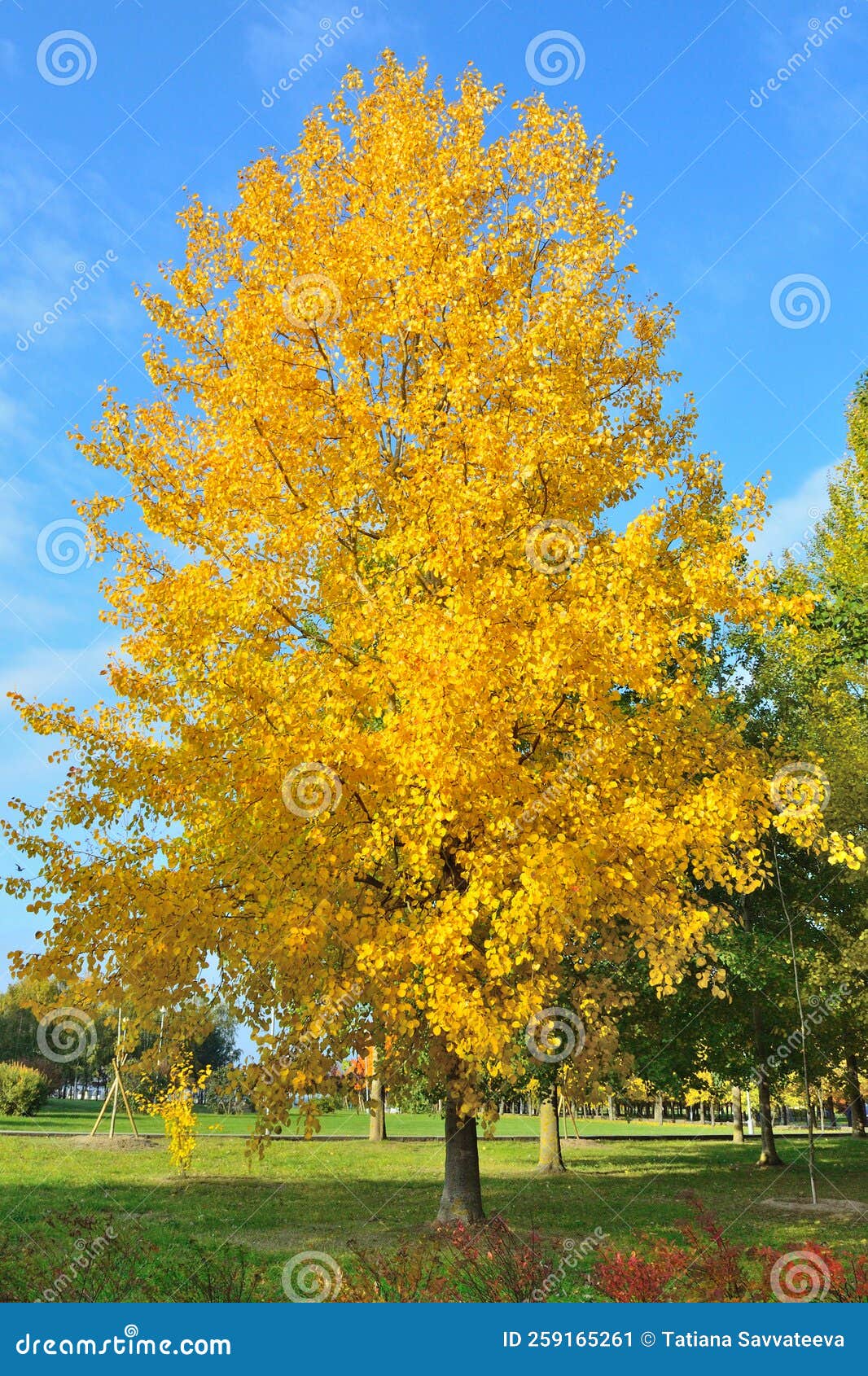 Very Beautiful Golden Aspen Stock Image Image of autumnal, sunny 259165261