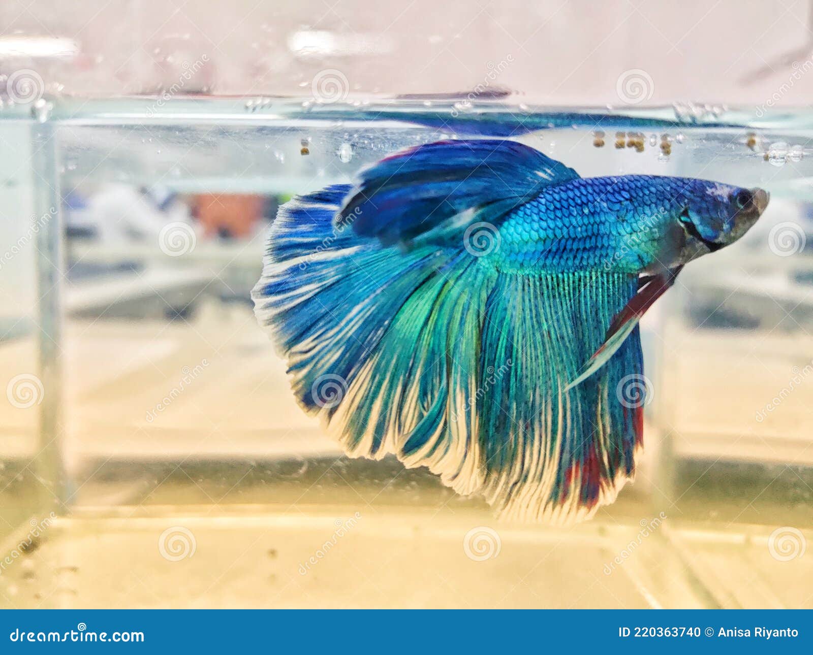 A Very Beautiful Half Moon Blue Betta Fish in a Small Aquarium