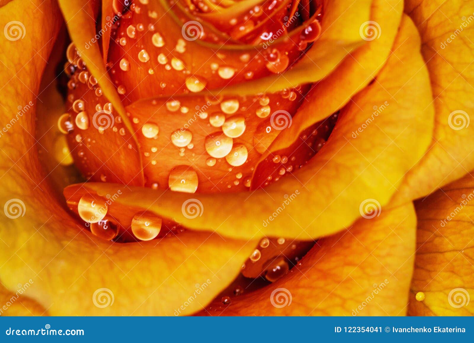 Charming Macro Orange Rose with Water Drops! Stock Image Image of