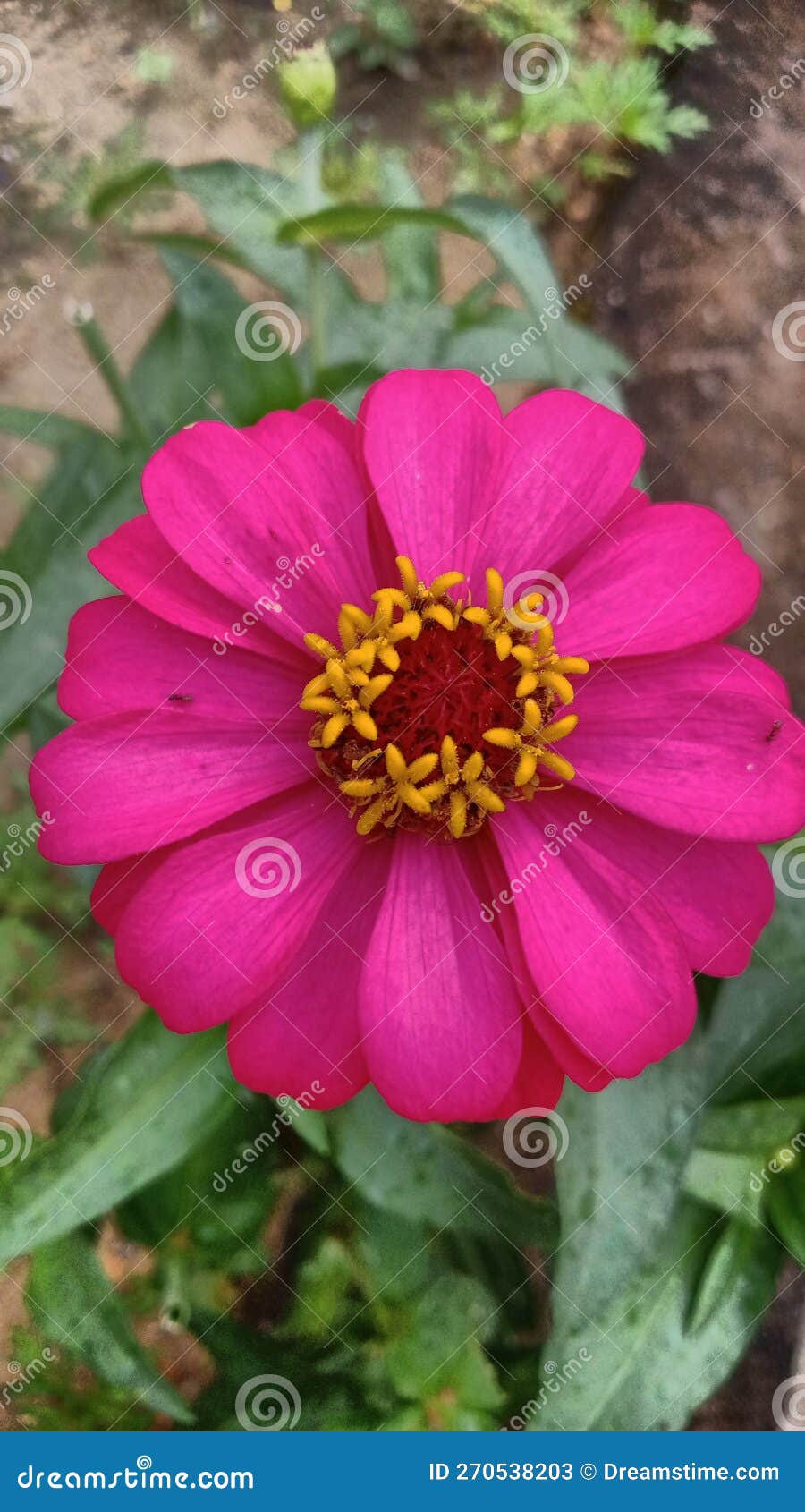 Very Beautiful and Pretty Pink Flowers Stock Image Image of beautiful