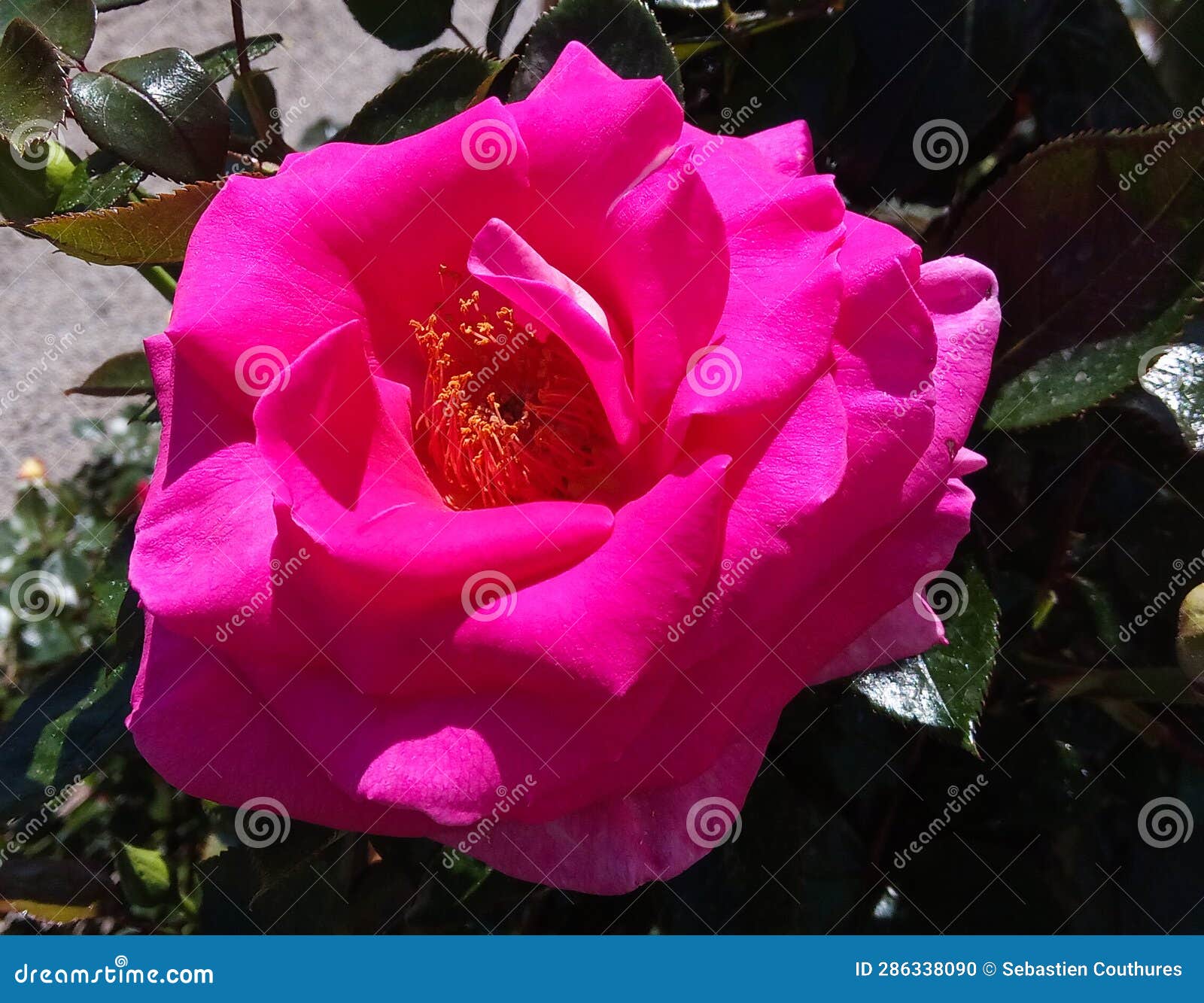 very beautiful rose (rosa) of pink color close-up