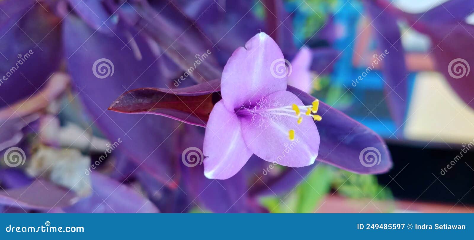 Very Beautiful and Unique Purple Flowers Stock Image Image of unique