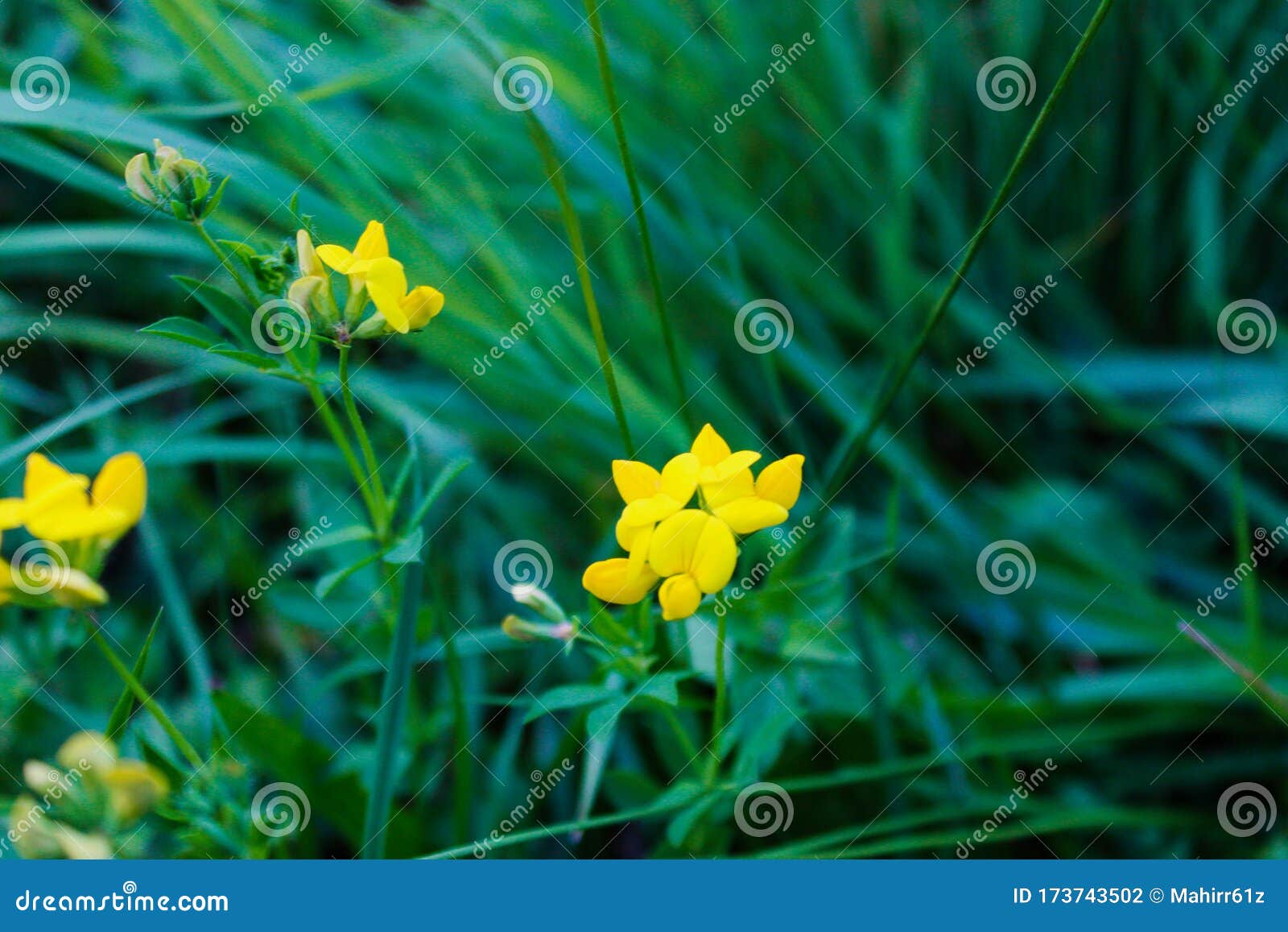 Very Beautiful Yellow Flower in Green Grass Stock Photo Image of