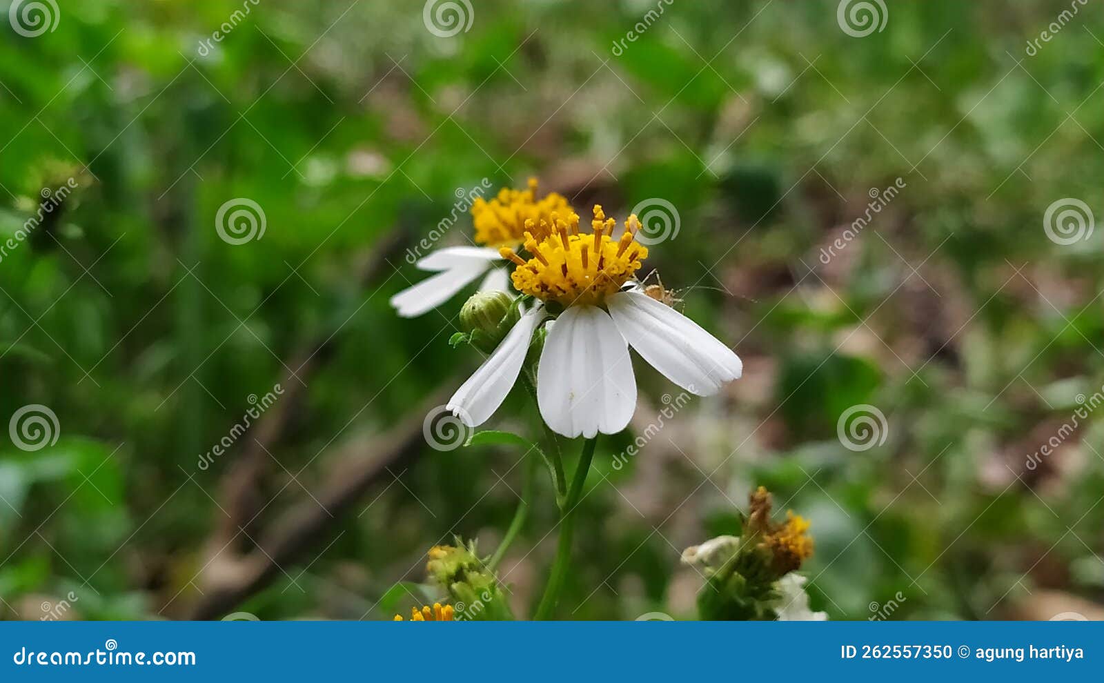 Very Beautiful Yellow Flowers Stock Photo Image of white, whiteflower