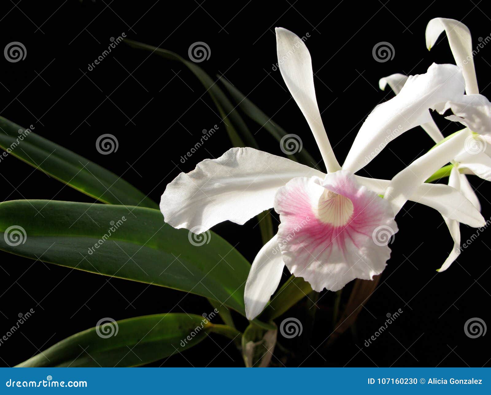 beauty orchid laelia purpurata carnea