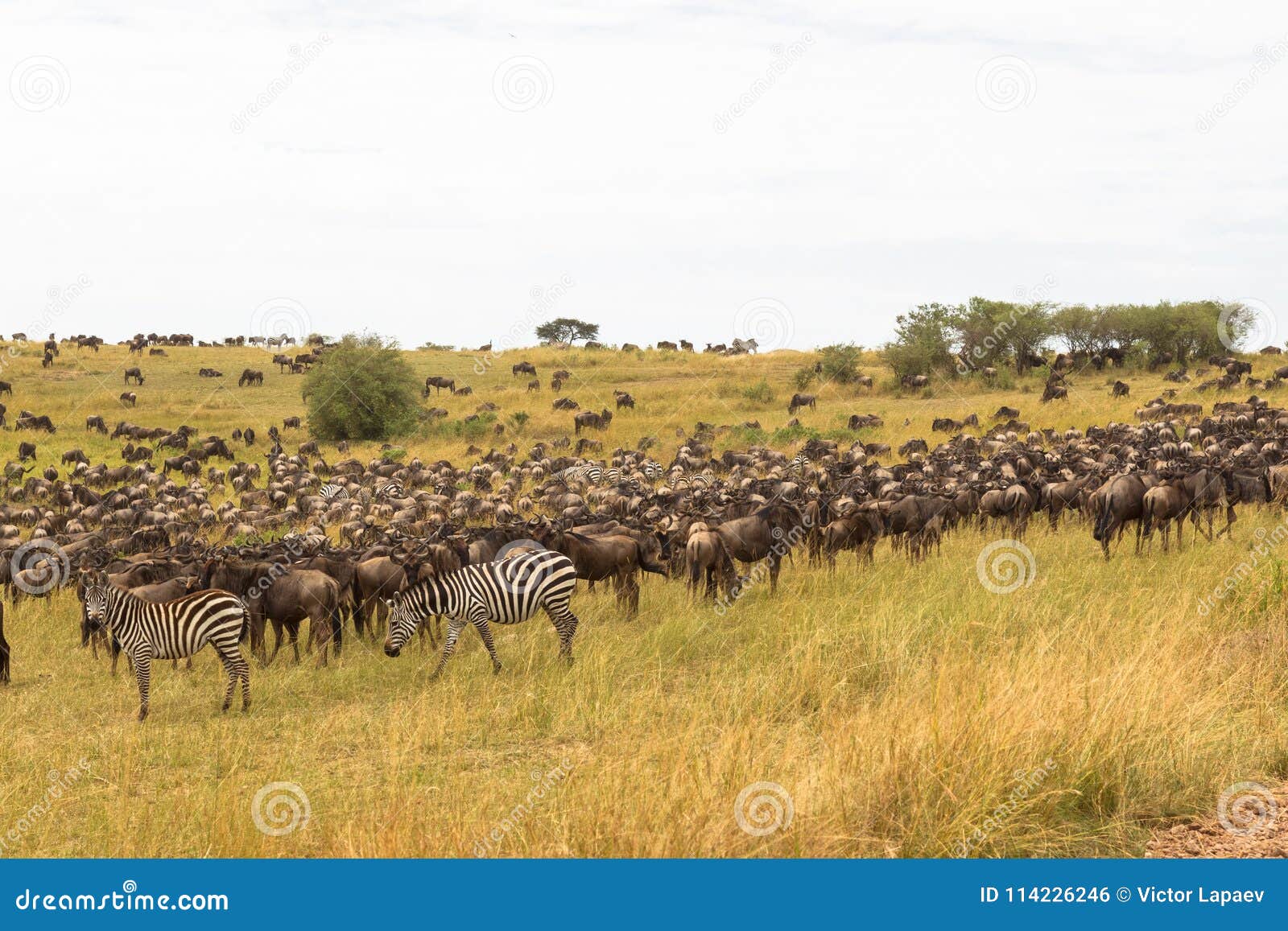 very big herds of ungulates on the serengeti plains. kenya, africa