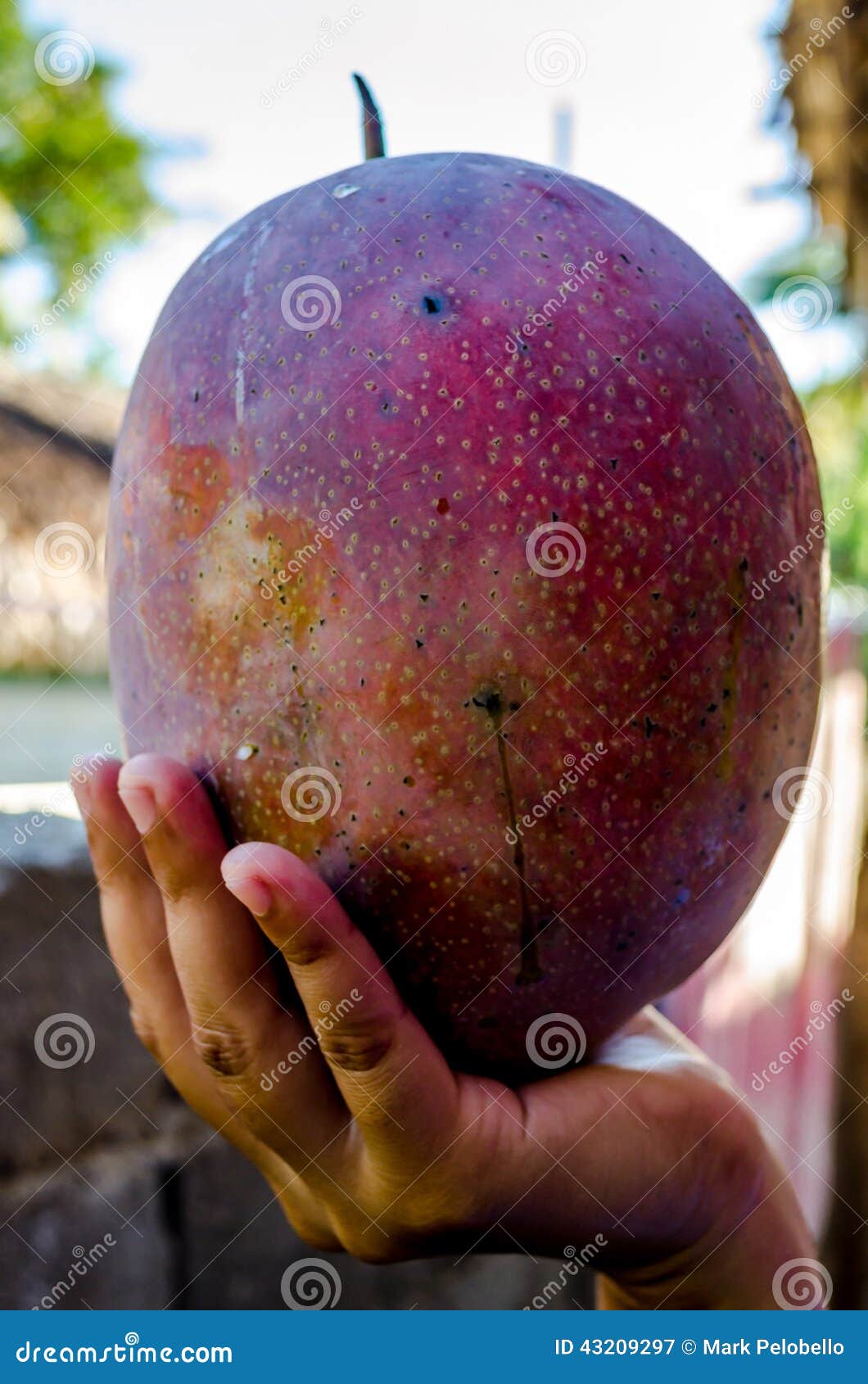 Very big mangos