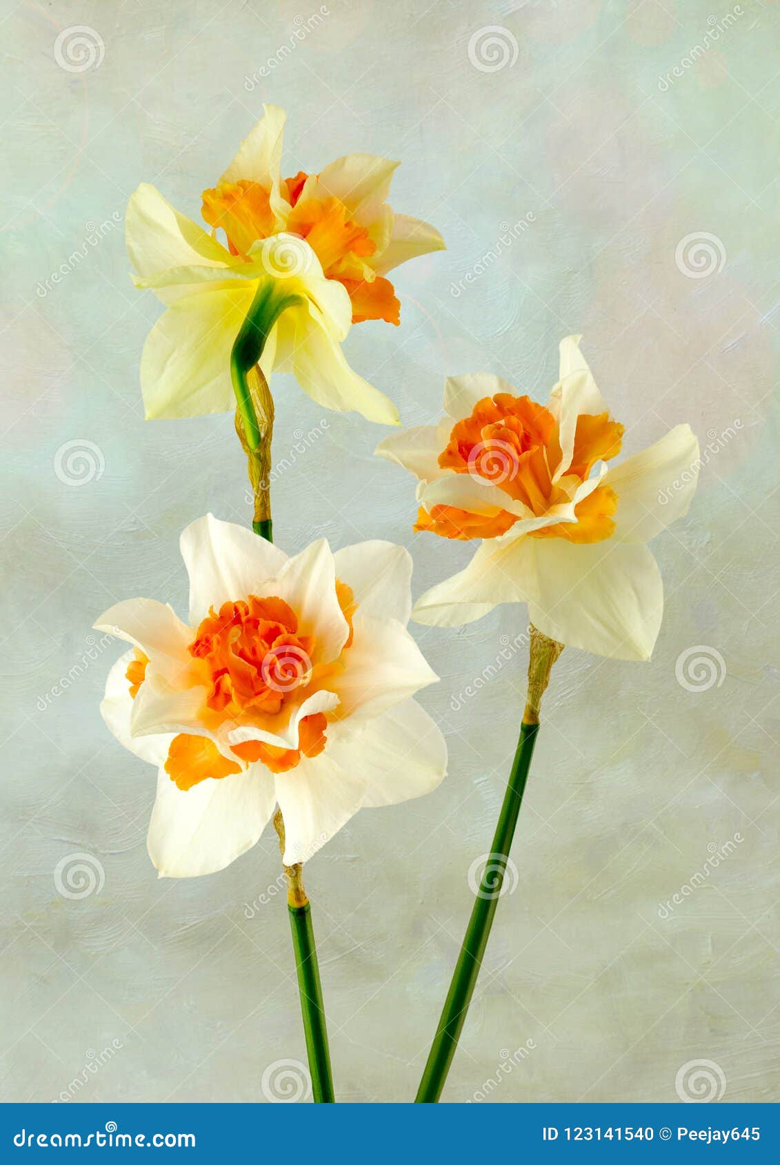 Very blue Daffodils stock photo. Image of prickly, plants 123141540