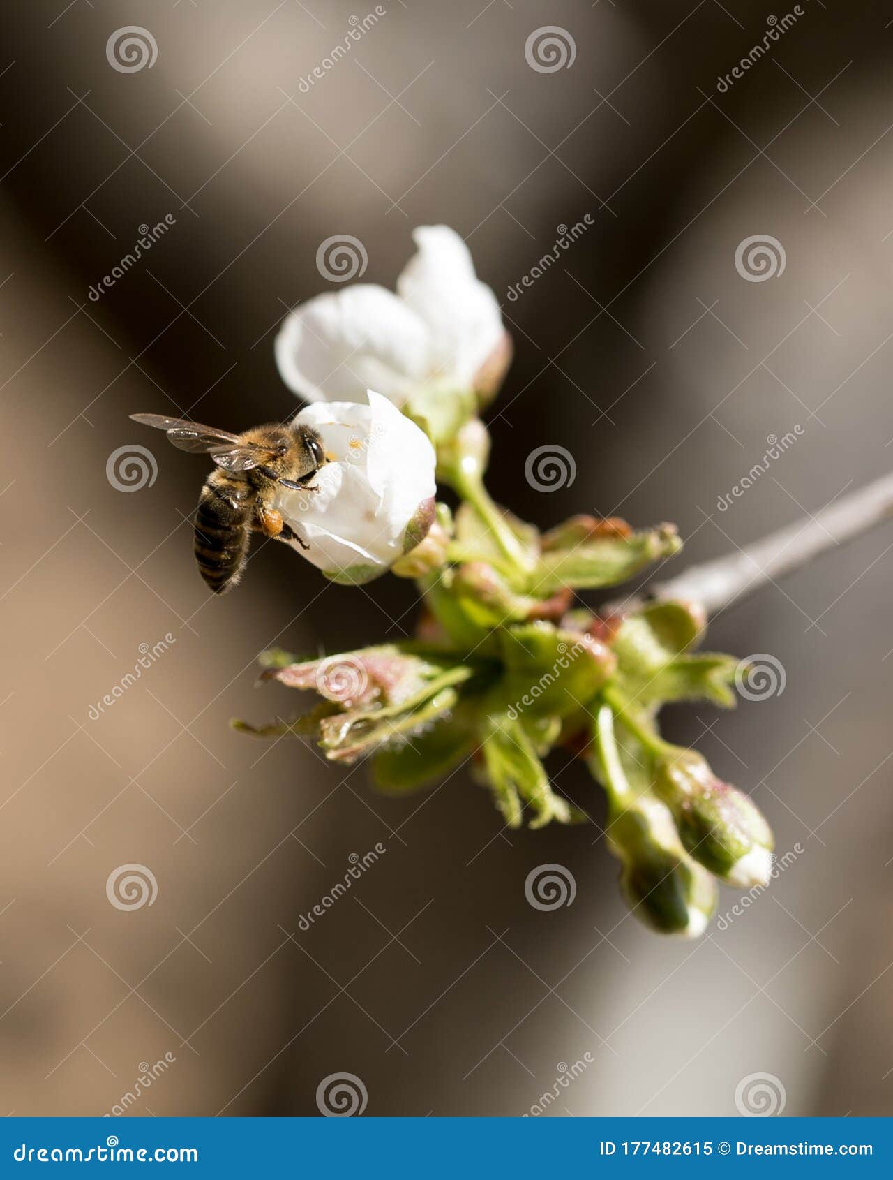 bee collecting polen from a cherry blossom.