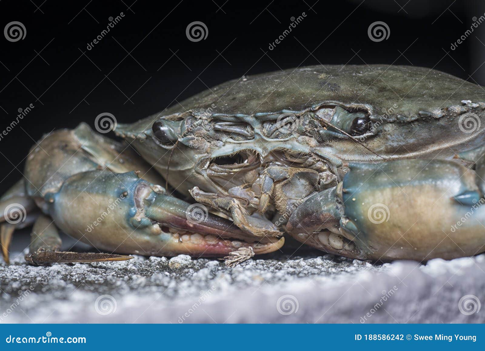 Close Shot of the Common Brown Rock Crab Stock Photo - Image of