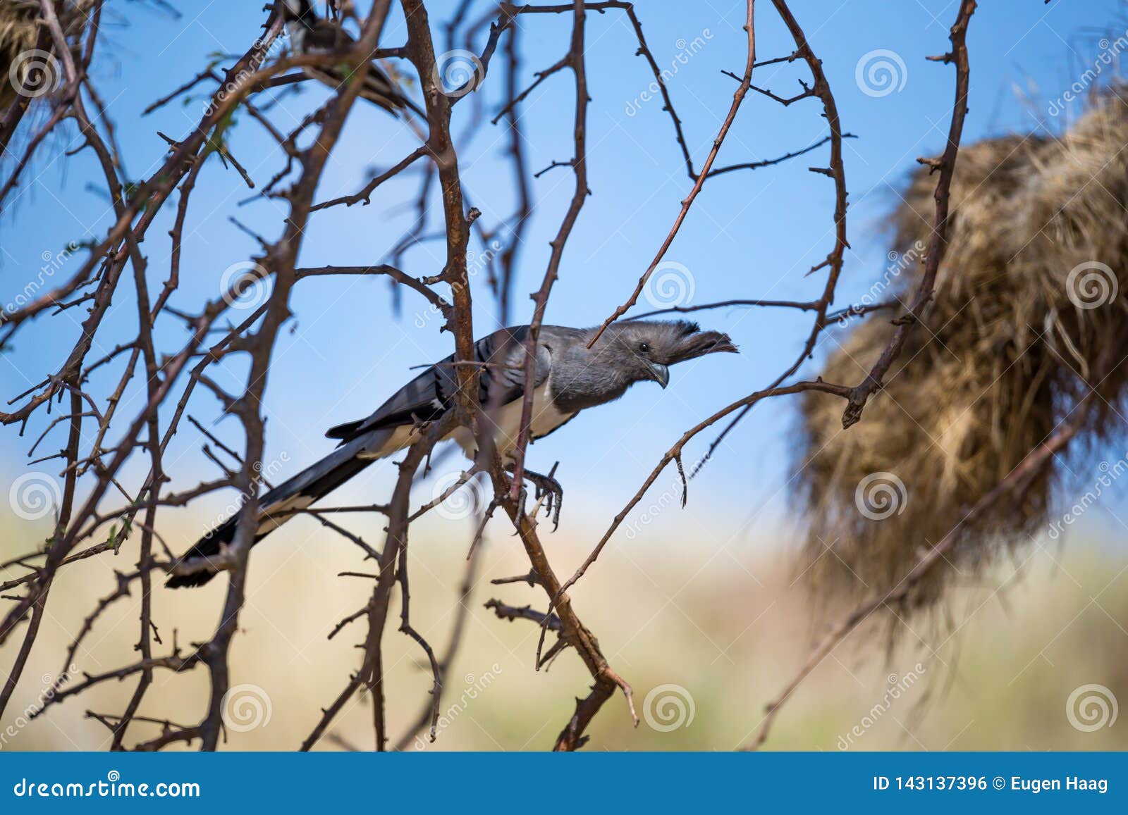 Very Colorful Native Birds Sit on Brachens of Trees Stock Photo Image