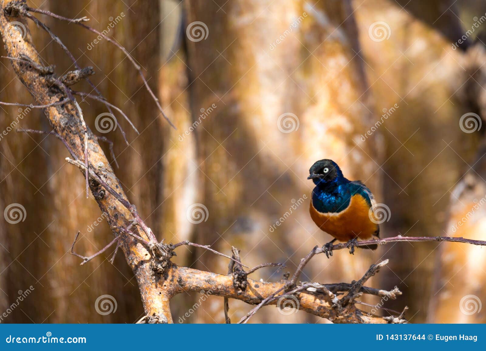 Very Colorful Native Birds Sit on Brachens of Trees Stock Photo Image
