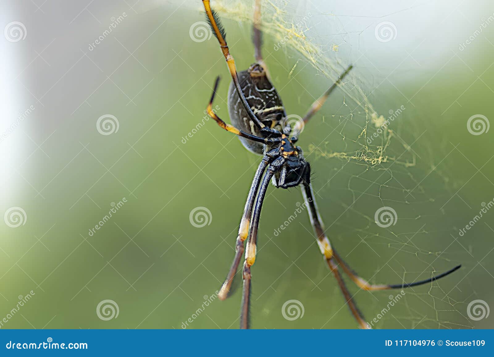 Spider Waiting In The Web For Insects To Eat Stock Photo Image