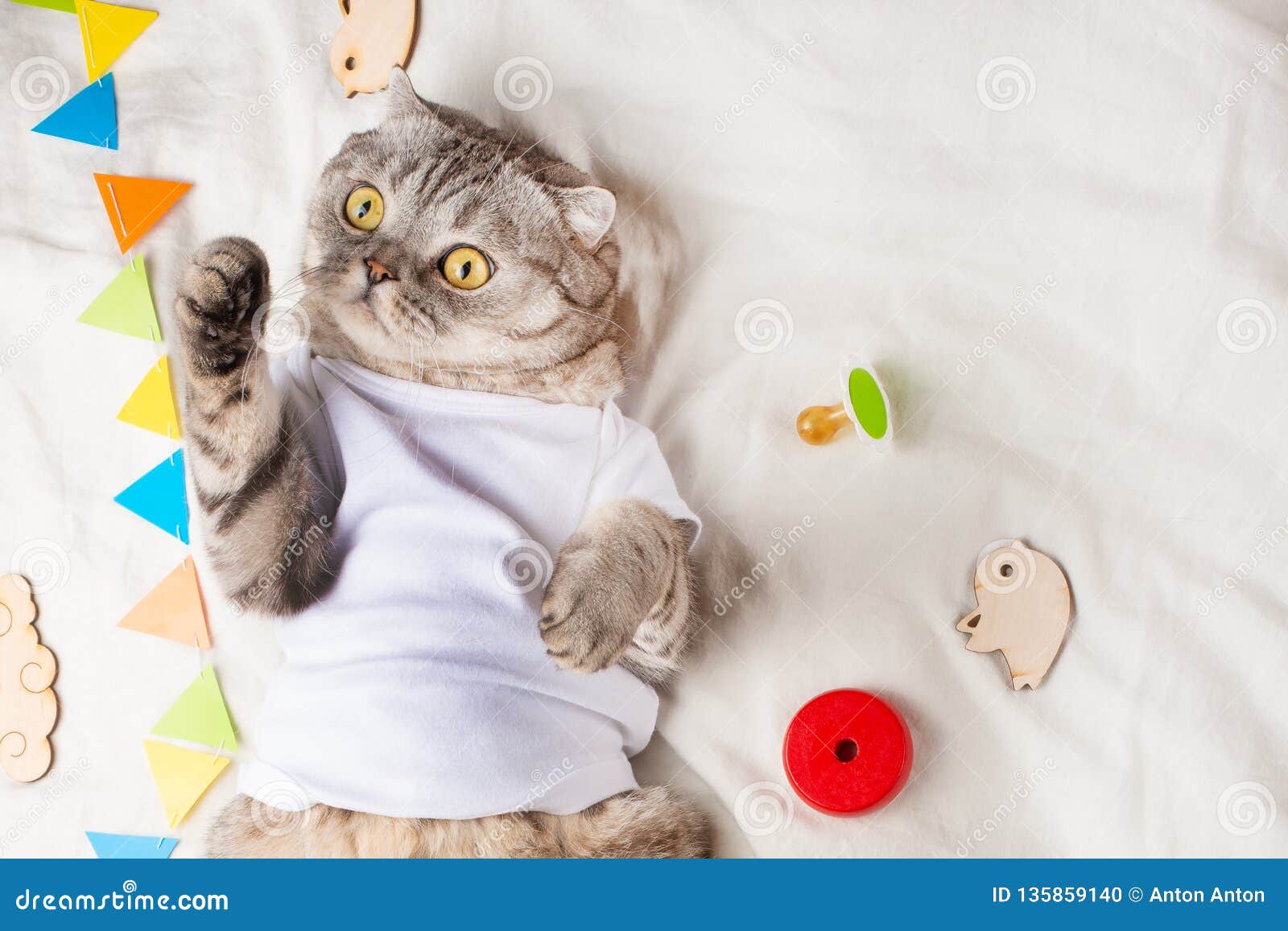 Very Cute Baby Cat, with Toys and a Pacifier. in a White T-shirt ...