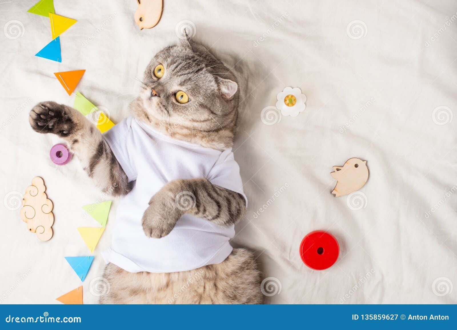 Very Cute Baby Cat, with Toys and a Pacifier. in a White T-shirt ...