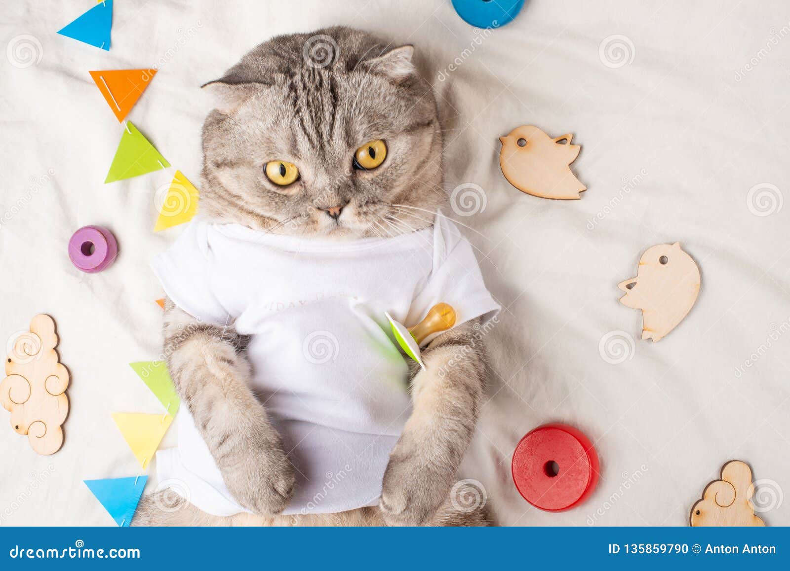 Very Cute Baby Cat, with Toys and a Pacifier. in a White T-shirt ...