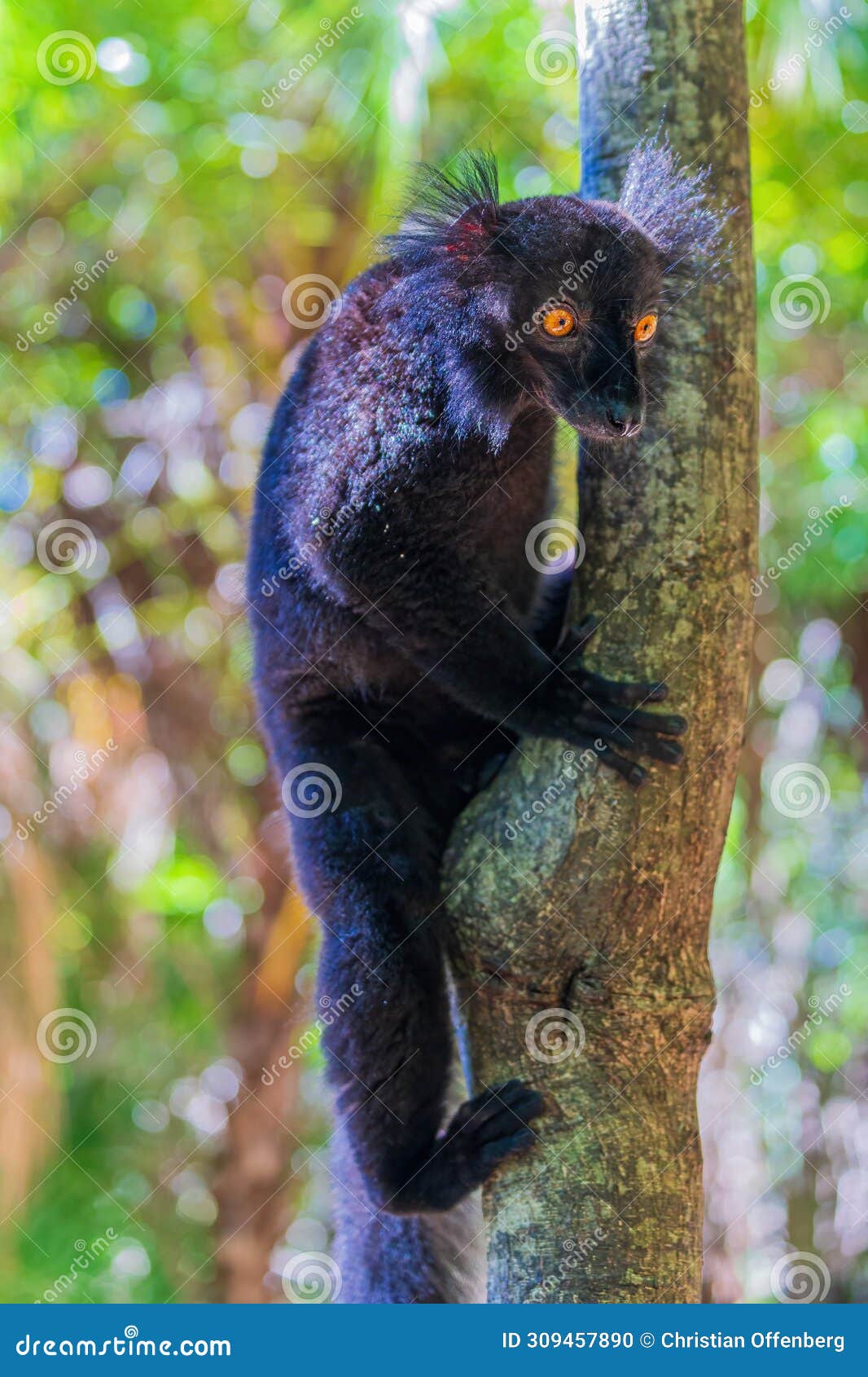 very cute black eulemur macaco is sitting on a tree, holding onto the trunk with its paws.