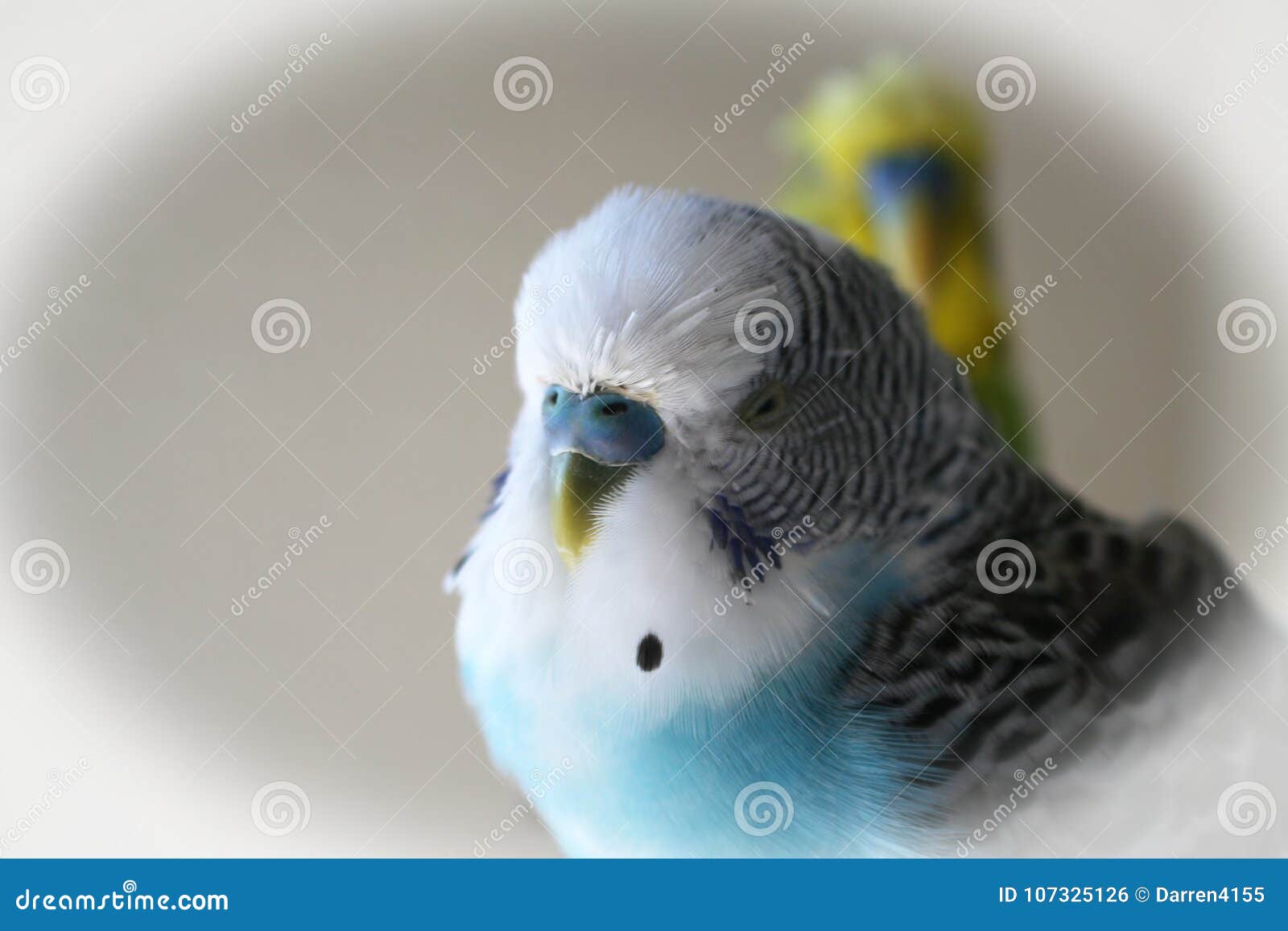 cute blue parakeets