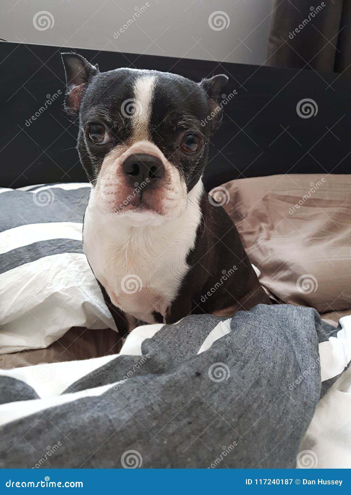 Very Cute Boston Terrier Sitting on a Bed Looking at the Camera Stock