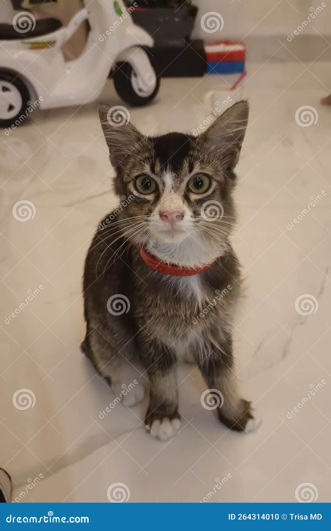 Very cute mixed breed cat stock photo. Image of mixed 264314010