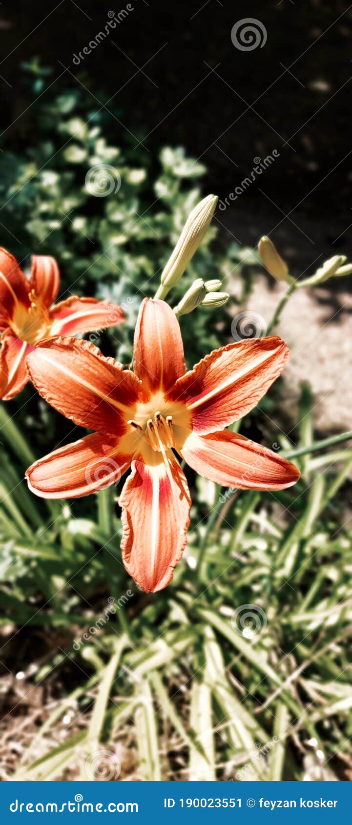 Very cute orange flowers stock image. Image of petal 190023551