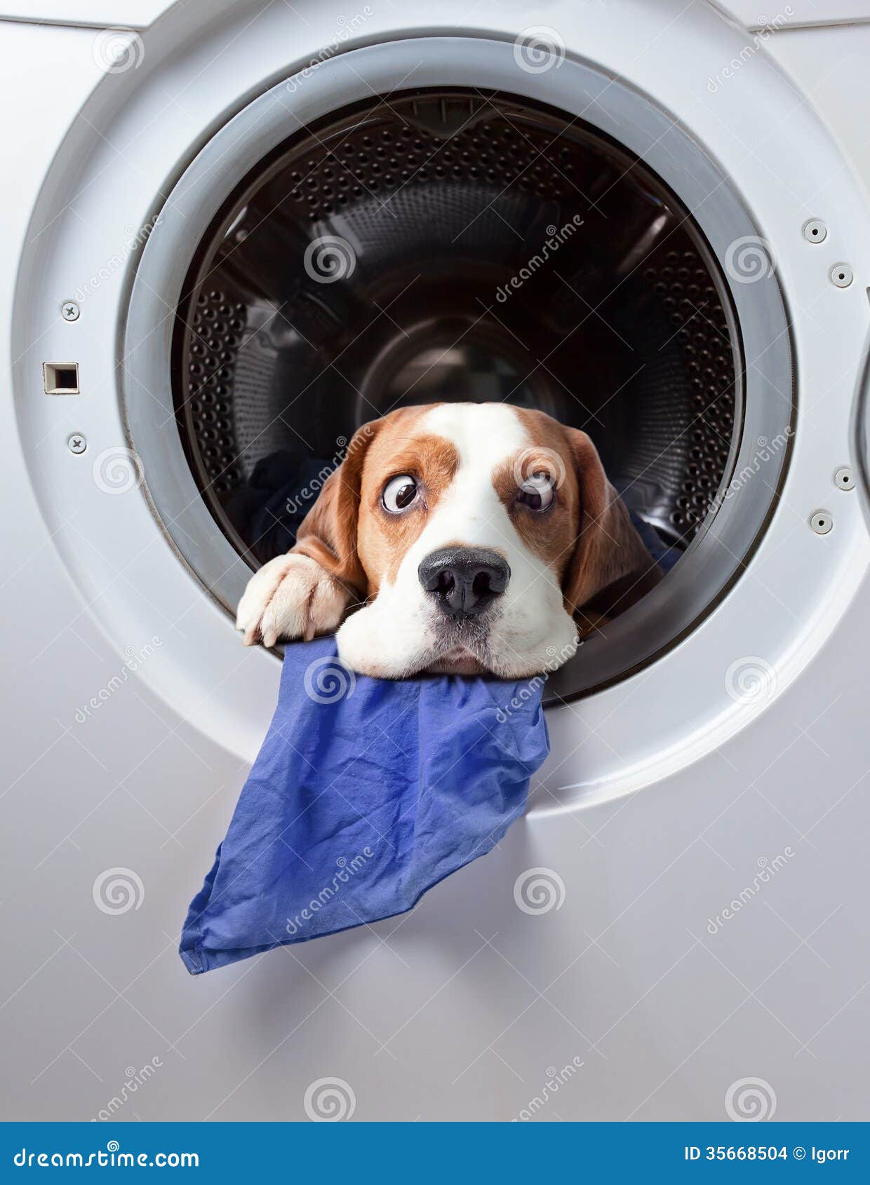 Very delicate washing stock photo. Image of household 35668504