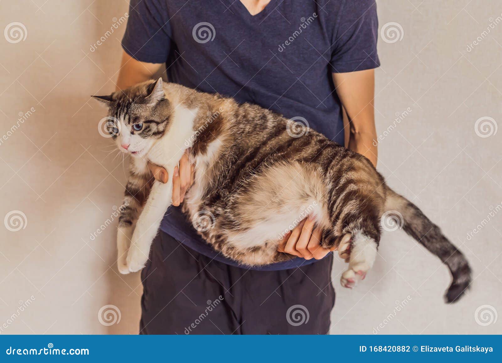Very Fat Cat Is Obese In The Hands Of The Owner Stock Photo Image Of Head Mammal Very Fat Cat Is Obese In The Hands Of The Owner Stock Photo Image Of Head Mammal
