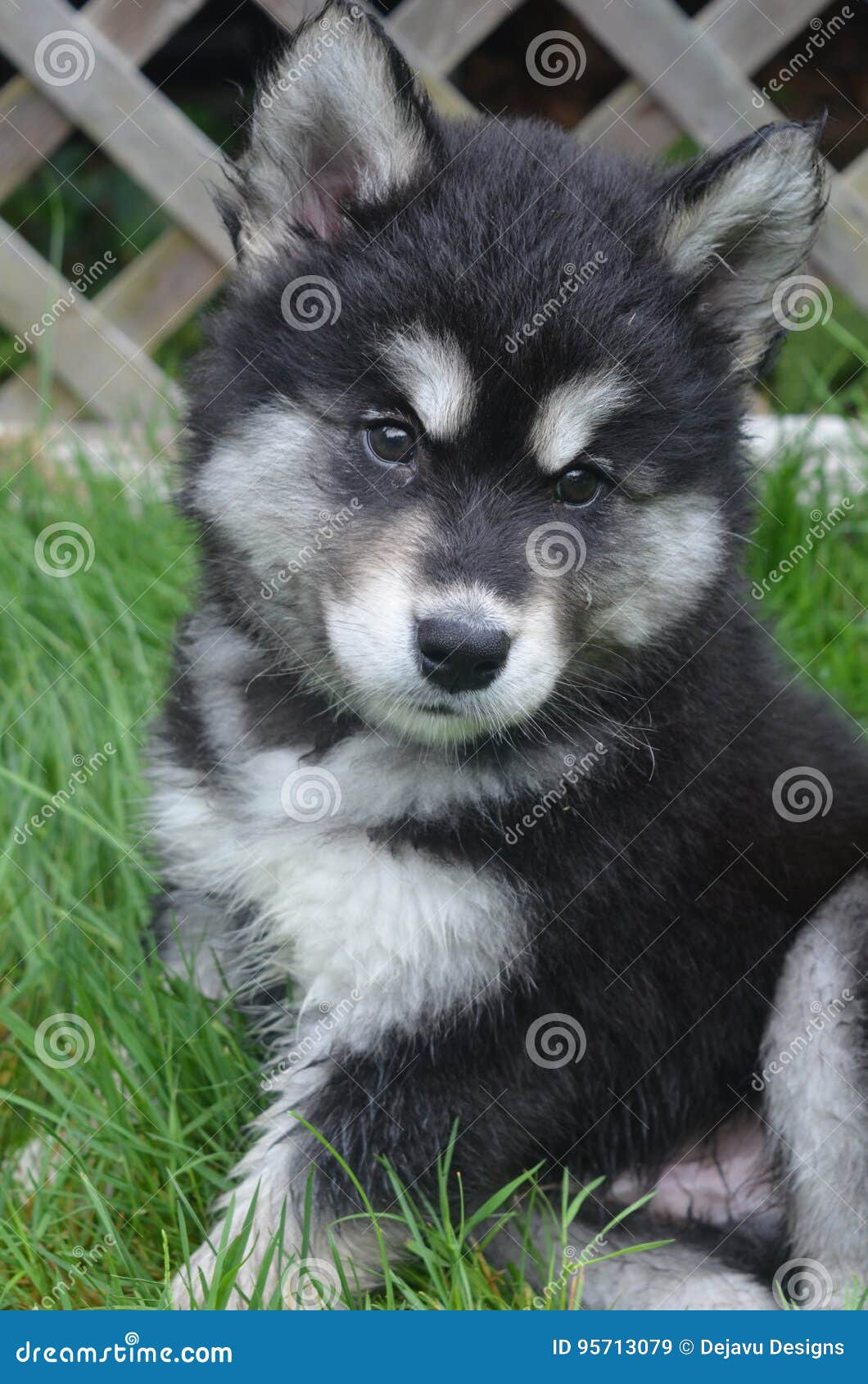 fluffy baby puppies