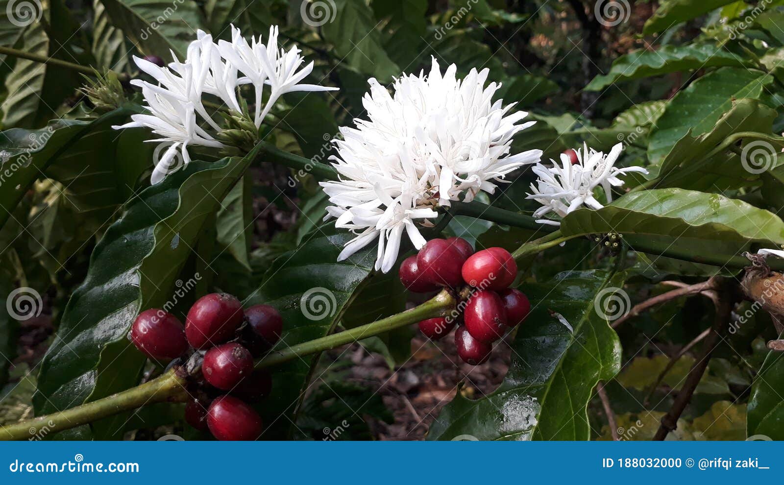 very fragrant coffee flowers