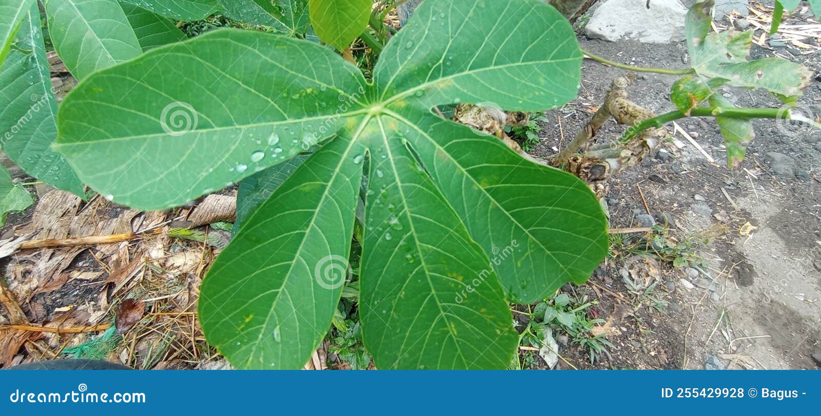 Very Fresh Green Leaves are Beautiful in the Eye Stock Photo Image of
