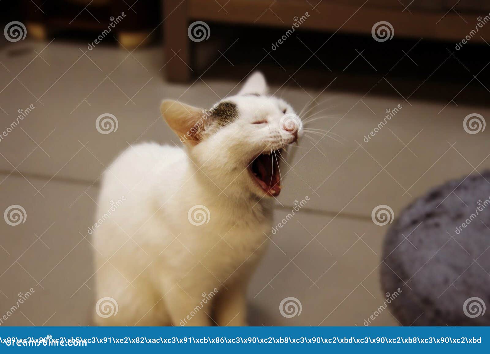 Very Funny Cat Laughing of the Close Up. Stock Image - Image of ...