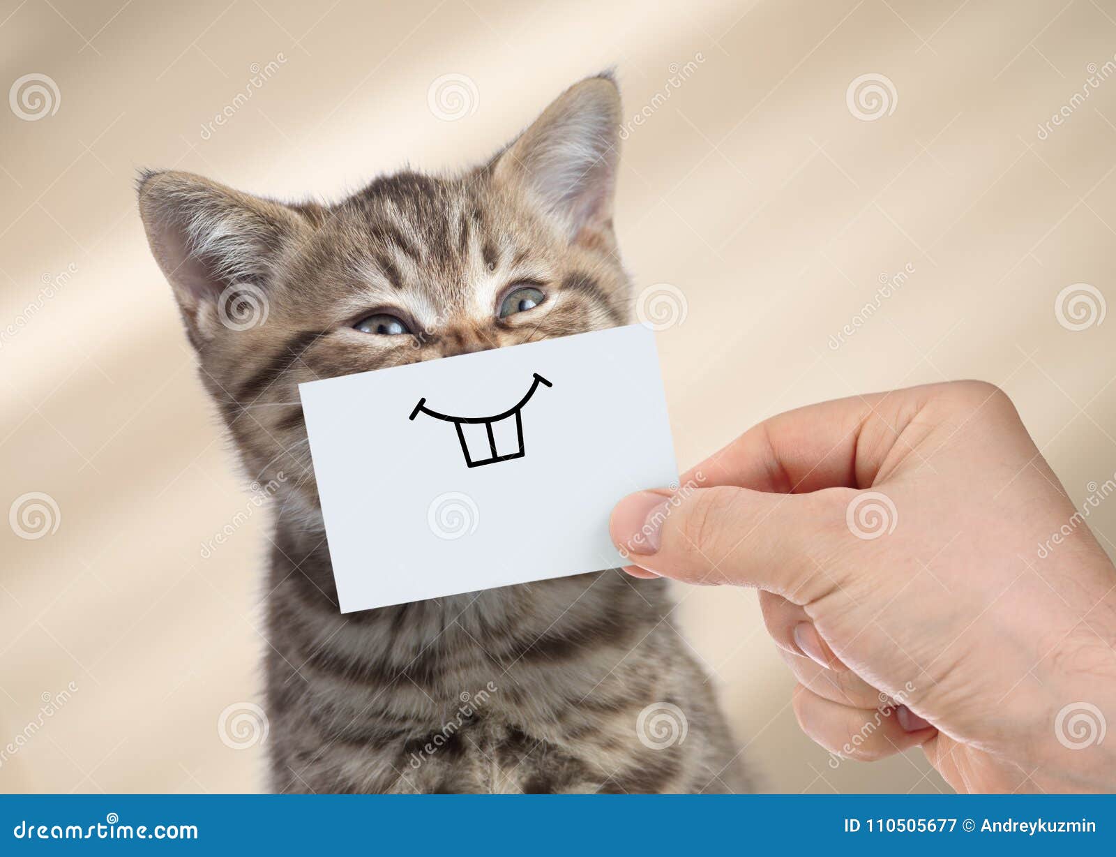 Funny Cat with Smile on Cardboard Stock Image - Image of indoors, furry:  110505677