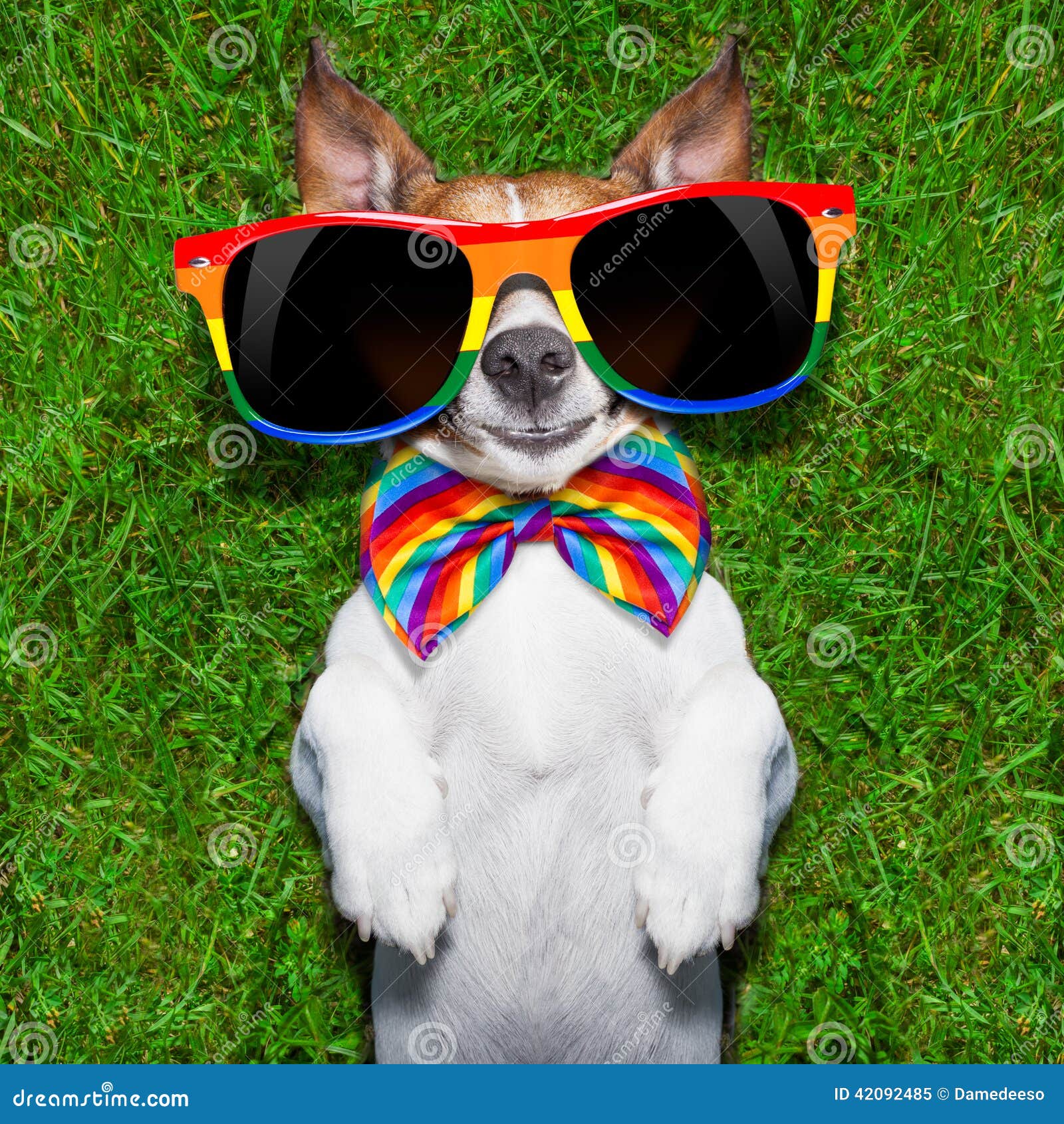 Very funny gay dog stock image. Image of homosexual, bisexual ...