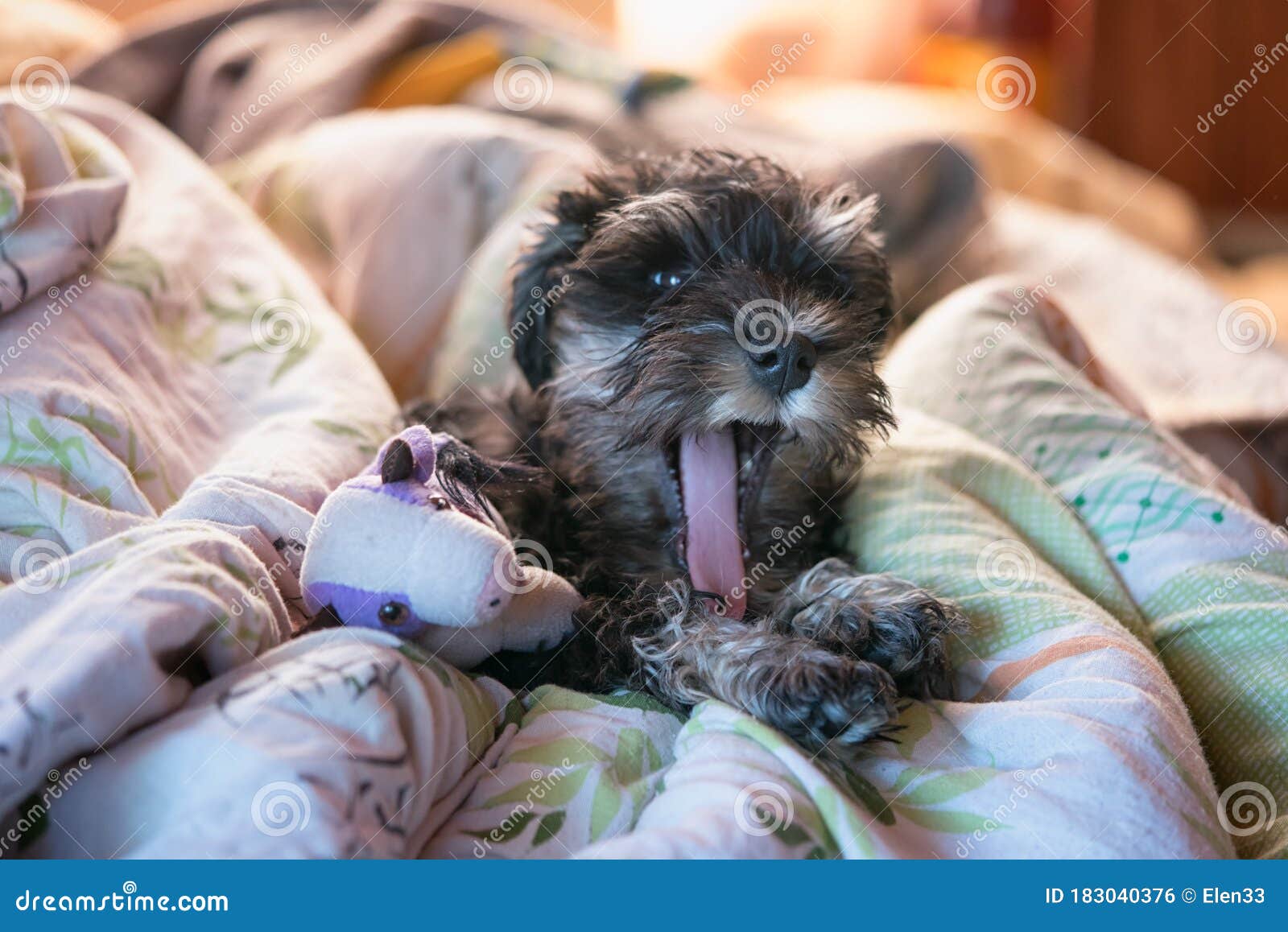 Very Funny Hilarious Miniature Schnauzer Puppy Lies on a Disassembled Bed  with a Toy, and Yawns Stock Photo - Image of funny, purebred: 183040376