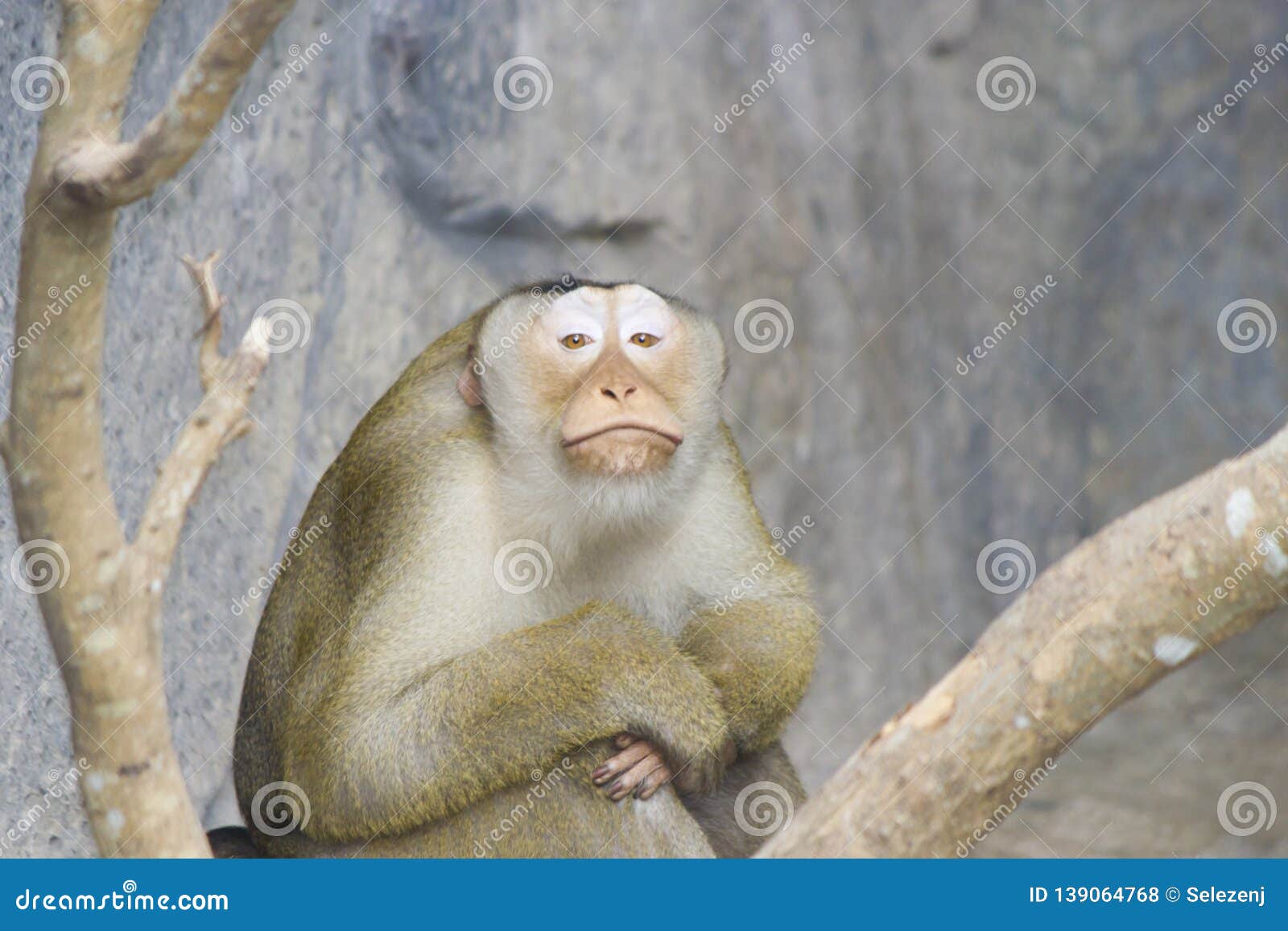 Very funny monkey stock photo. Image of natural, monkeys - 139064768