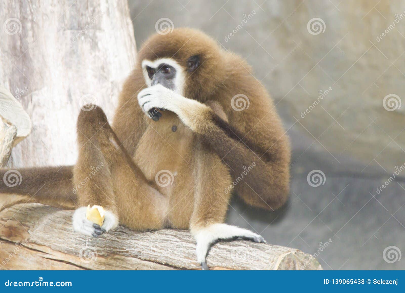 Very funny monkey stock photo. Image of funny, isolated - 139065438