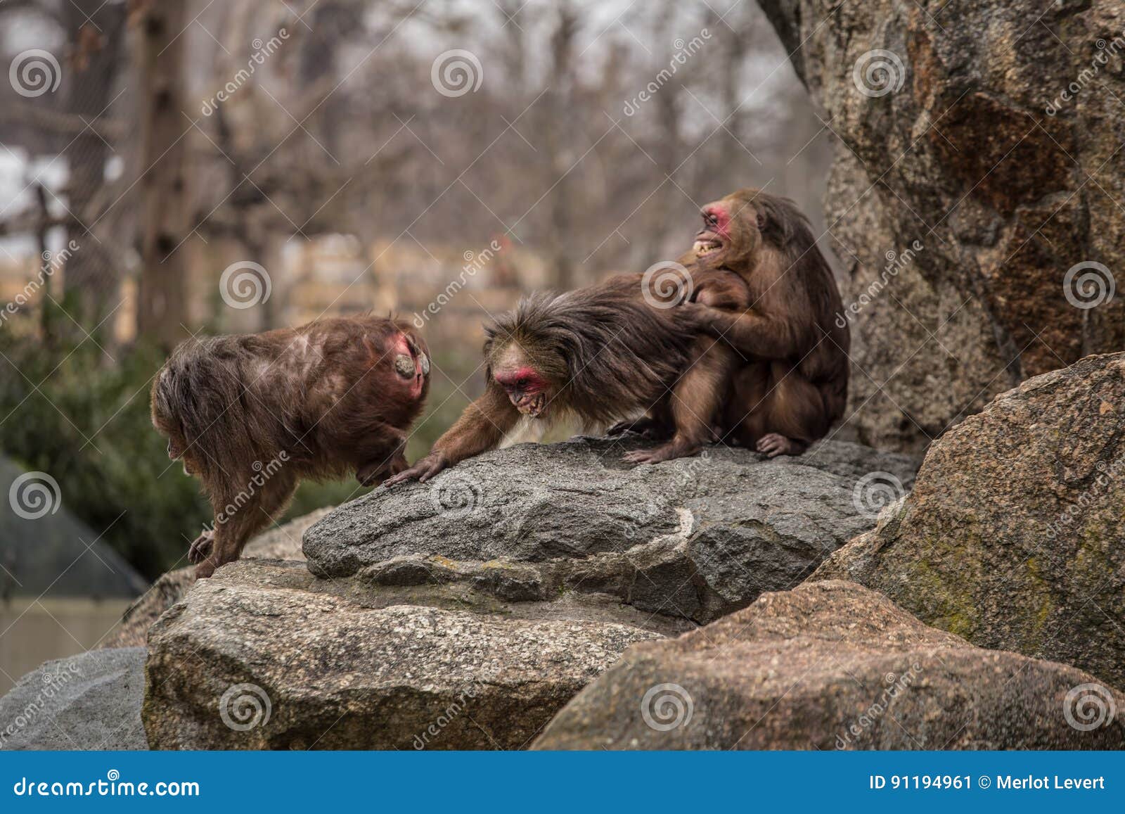 Very Funny. Monkeys Making Love And Smiling At Zoo In Berlin Stock