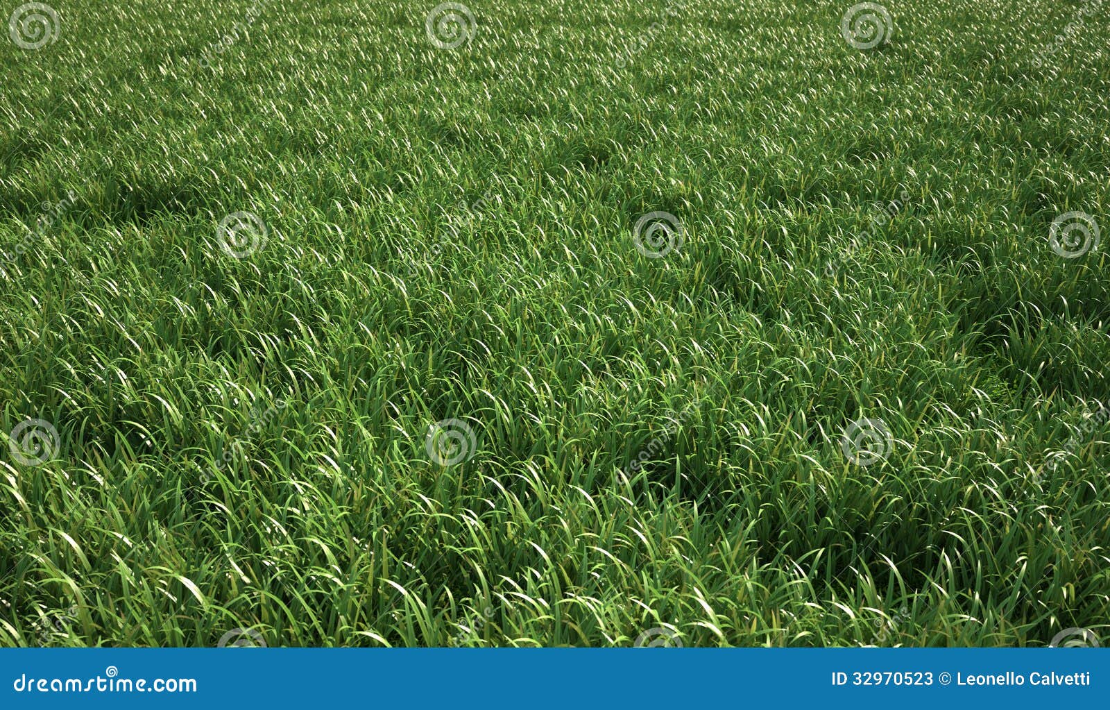 A Very Green and Fresh Looking Grass Field. Stock Image Image of land