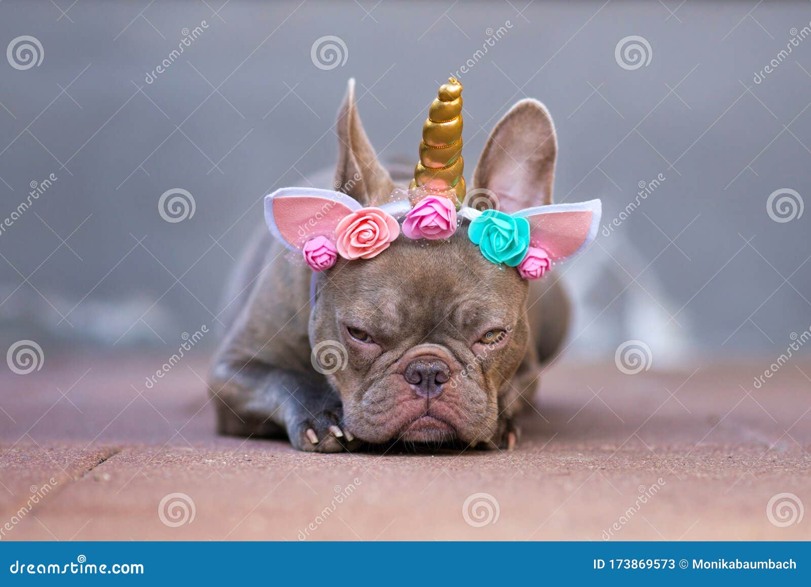 grumpy french bulldog dog with angry facial expression dressed up as unicorn wearing headband with  flowers and horn