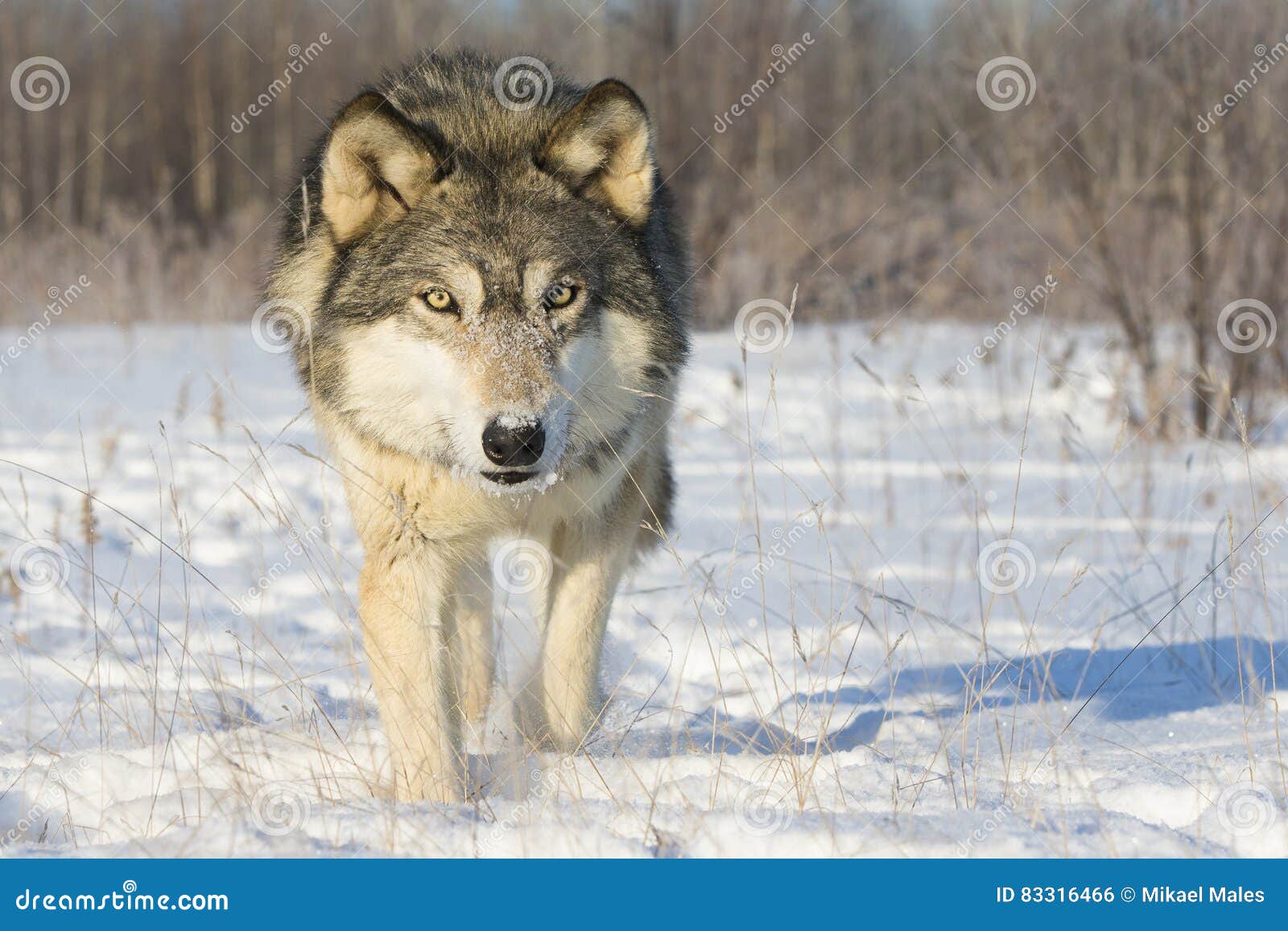 very intense gaze of timber wolf
