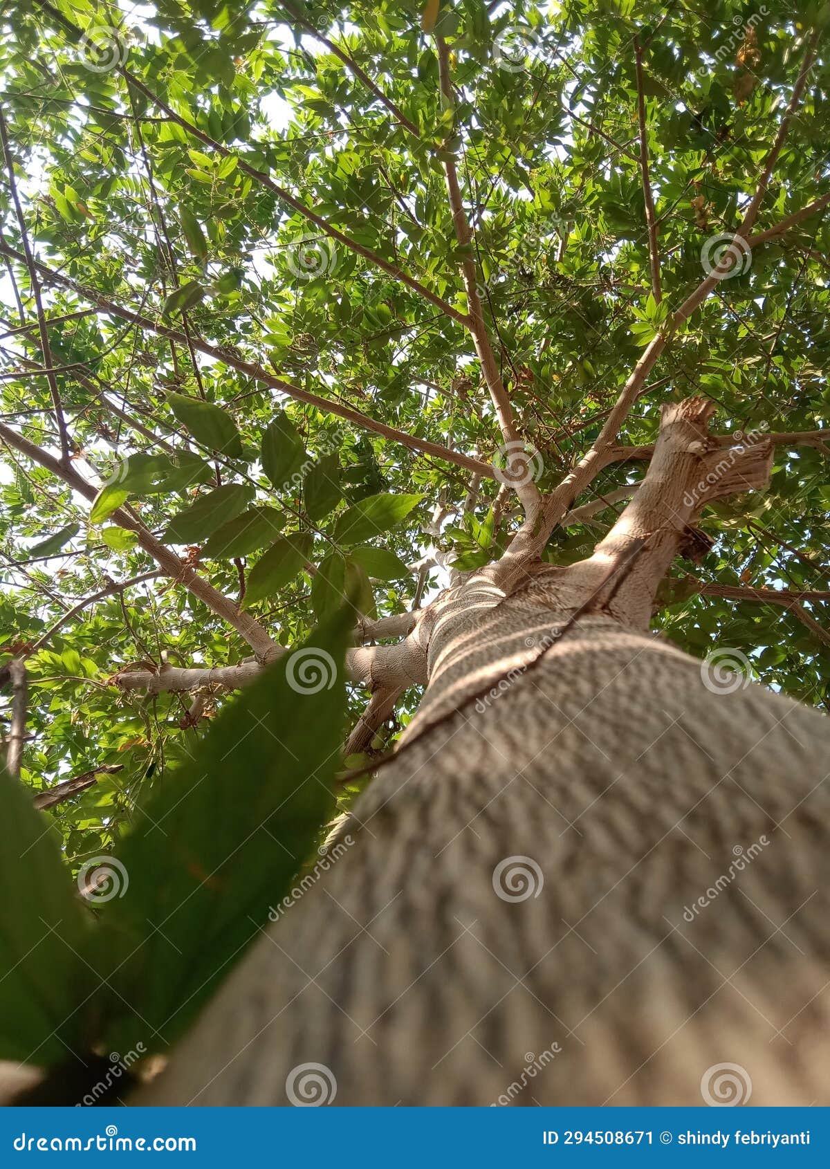 Very Large Trees and Fruit only