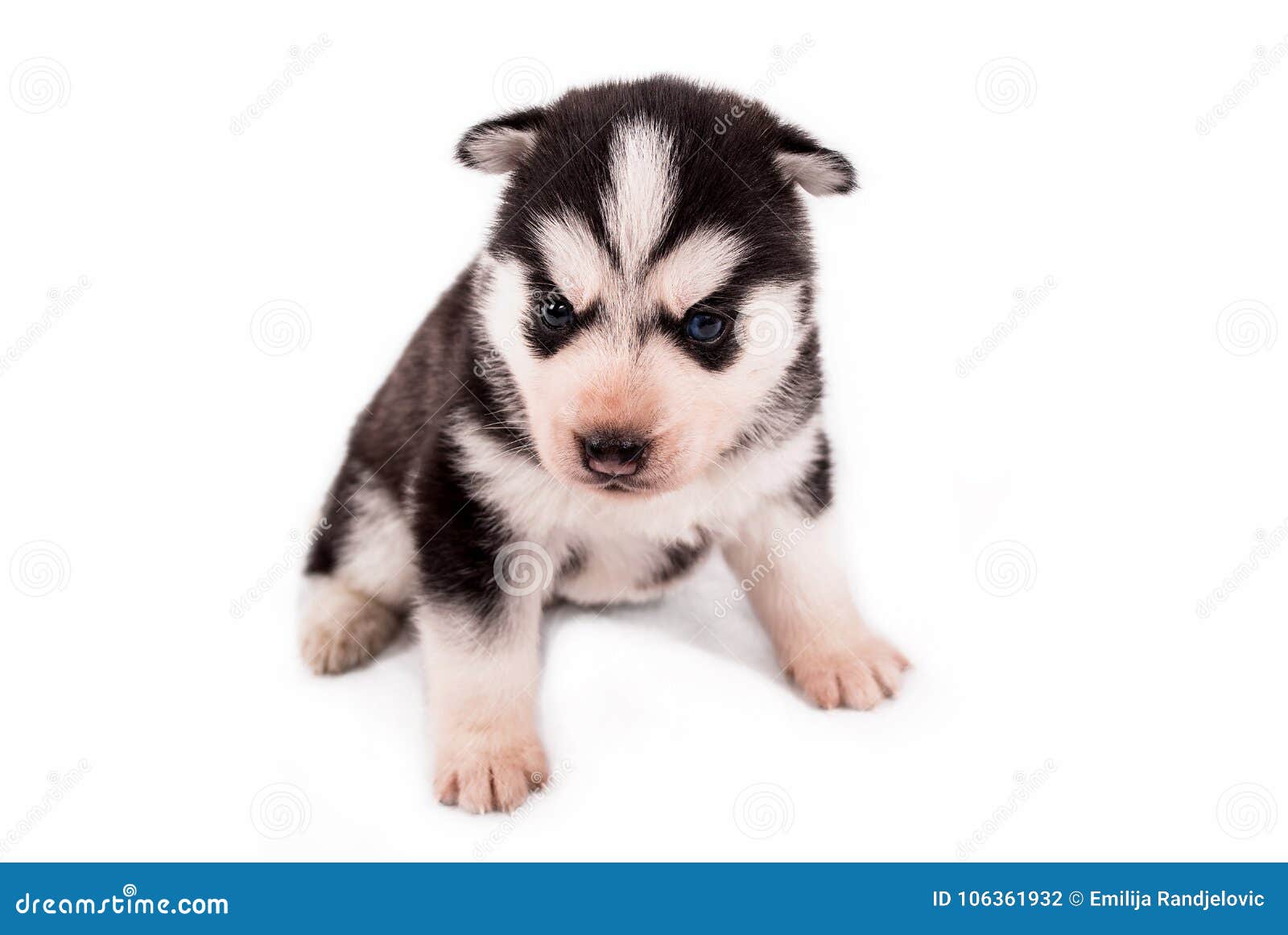 cute baby white husky puppies