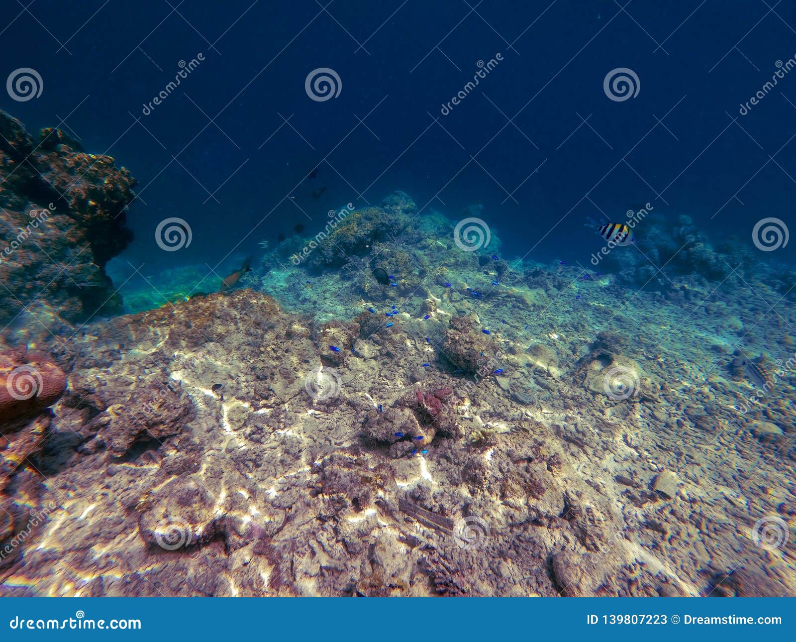 Dying Coral and Reef, Semporna, Sabah Stock Image - Image of fish ...