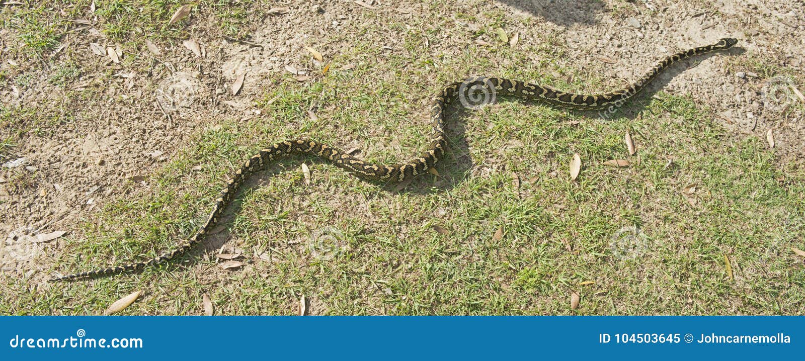 Very long carpet snake. stock image. Image of long, south 104503645