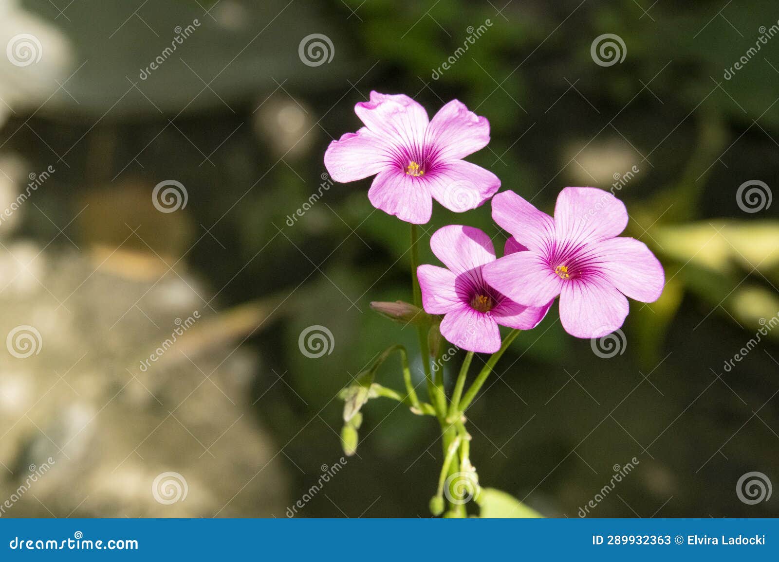 Very Nice Colorful Garden Flower in My Garden in the Sunshine Stock