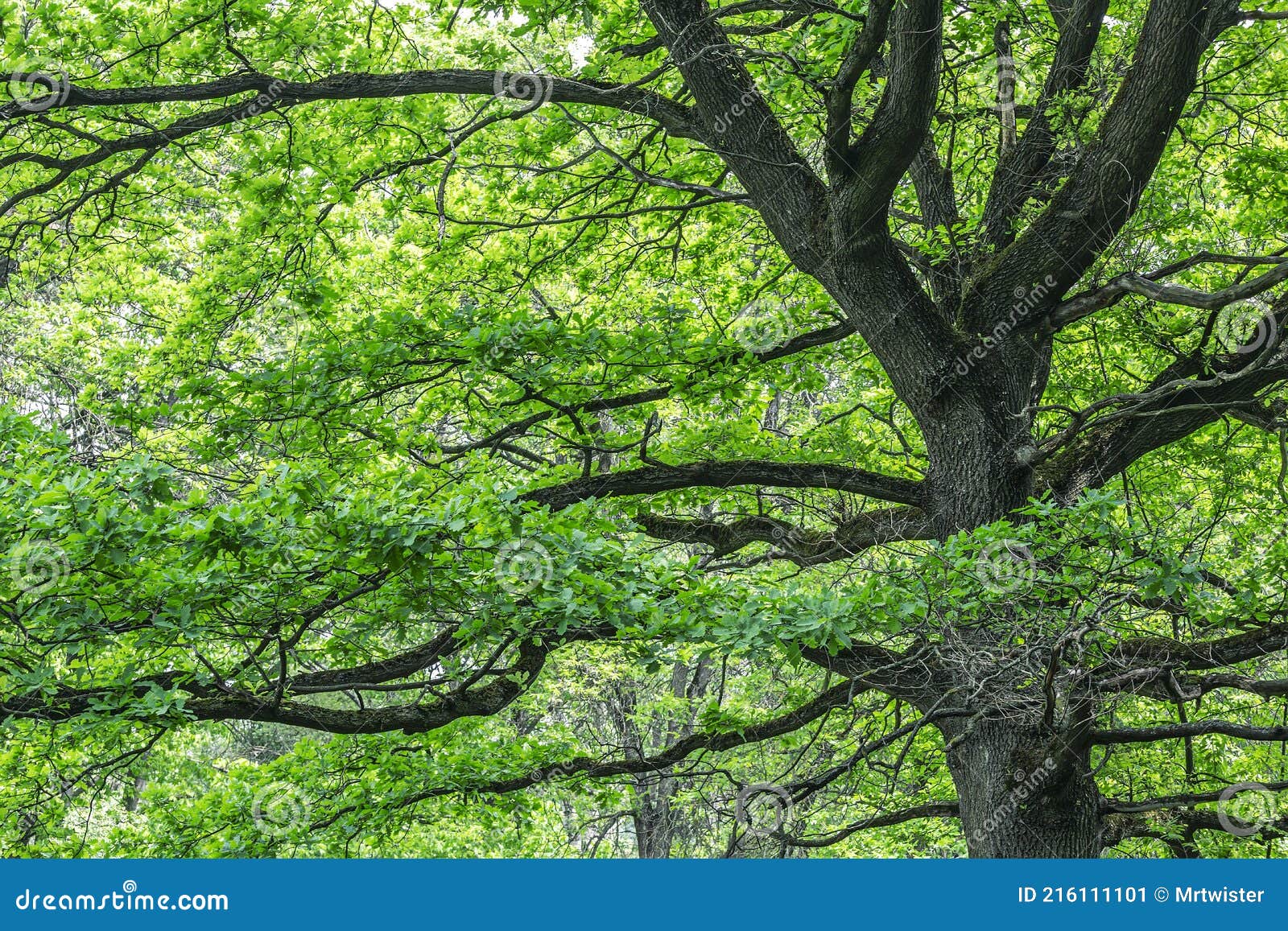 Old Big Tree with Green Lush Foliage. Nature Scenic Spring Landscape Stock Image - Image of leaves, beautiful: 216111101