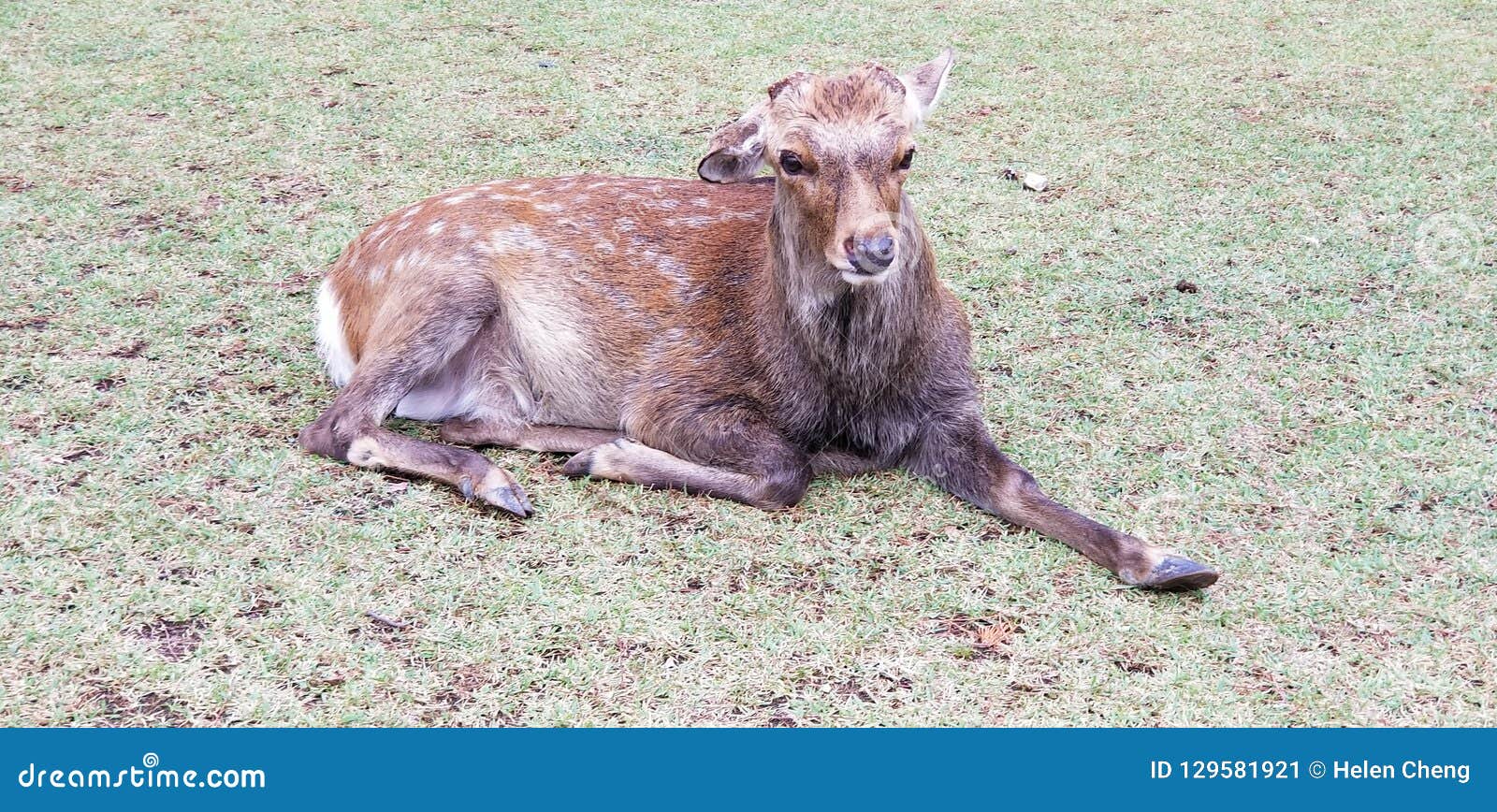 A very old deer stock image. Image of wild, animals 129581921