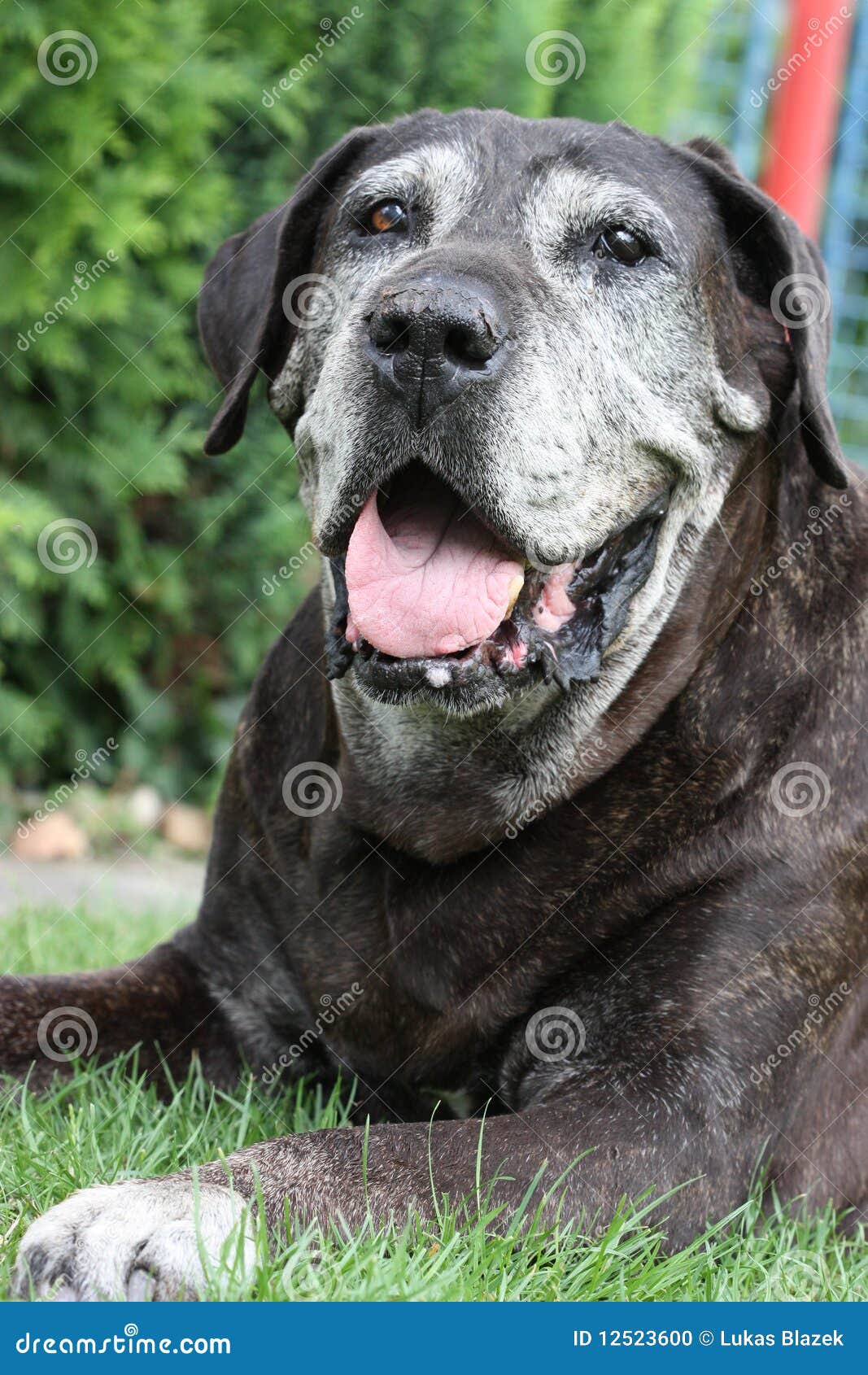 Very old fila brasileiro stock photo. Image of fila, brasileiro