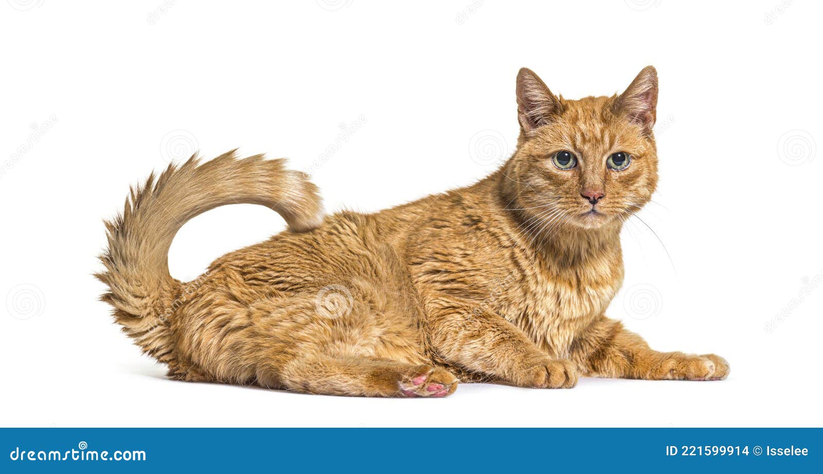 Very Old Ginger Cat with with Lentigo on Noise and Lips Stock Photo