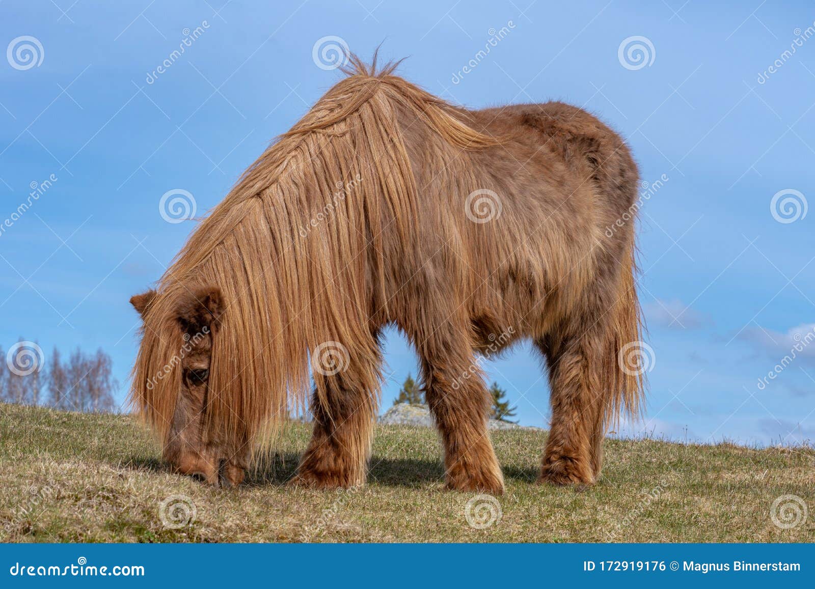Very Old and Hairy Icelandic Horse in Sunlight Stock Photo - Image of chestnut, color: 172919176 Very Old and Hairy Icelandic Horse in Sunlight Stock Photo - Image of chestnut, color: 172919176